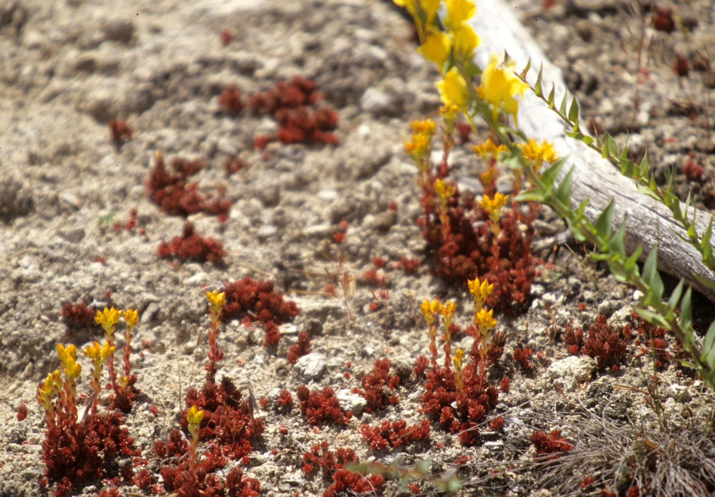 GREAT PLAINS - SEDUM SPECIES.jpg
