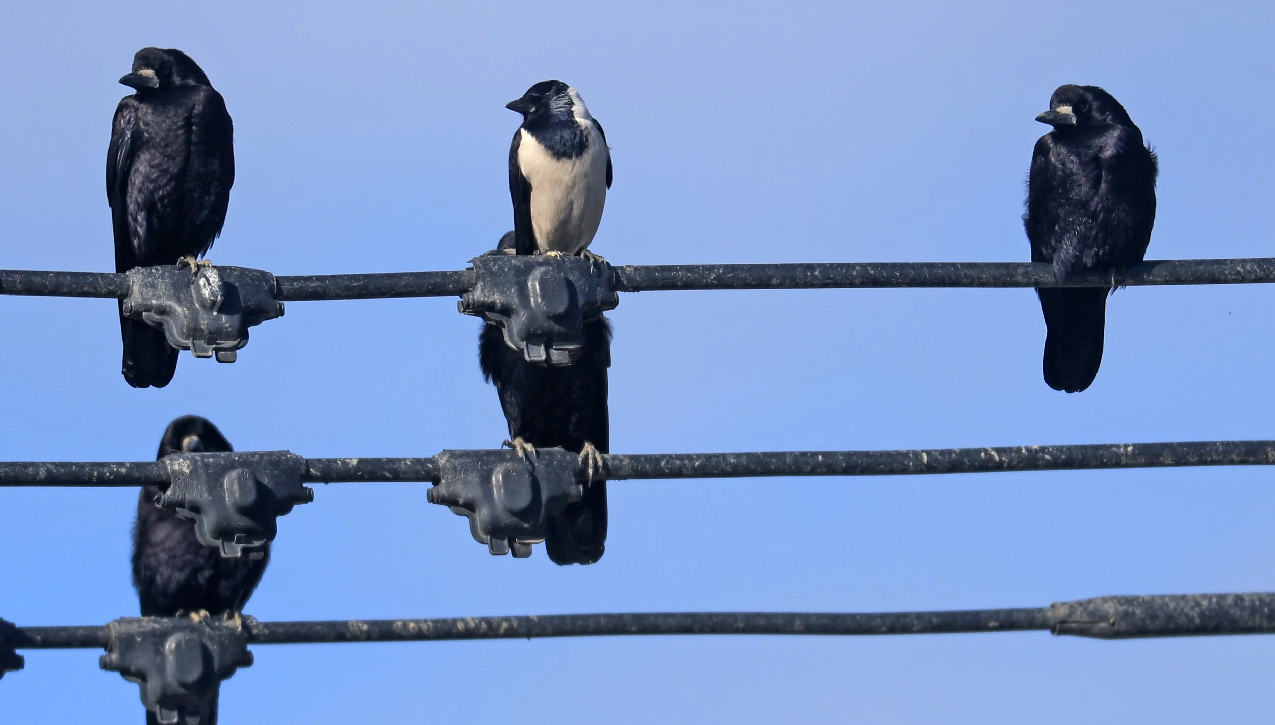 Daurian Jackdaw (Coloeus dauuricus) & Eastern Rook - Izumi Crane Center and Fields Izumi Kagoshima Japan (8).jpg