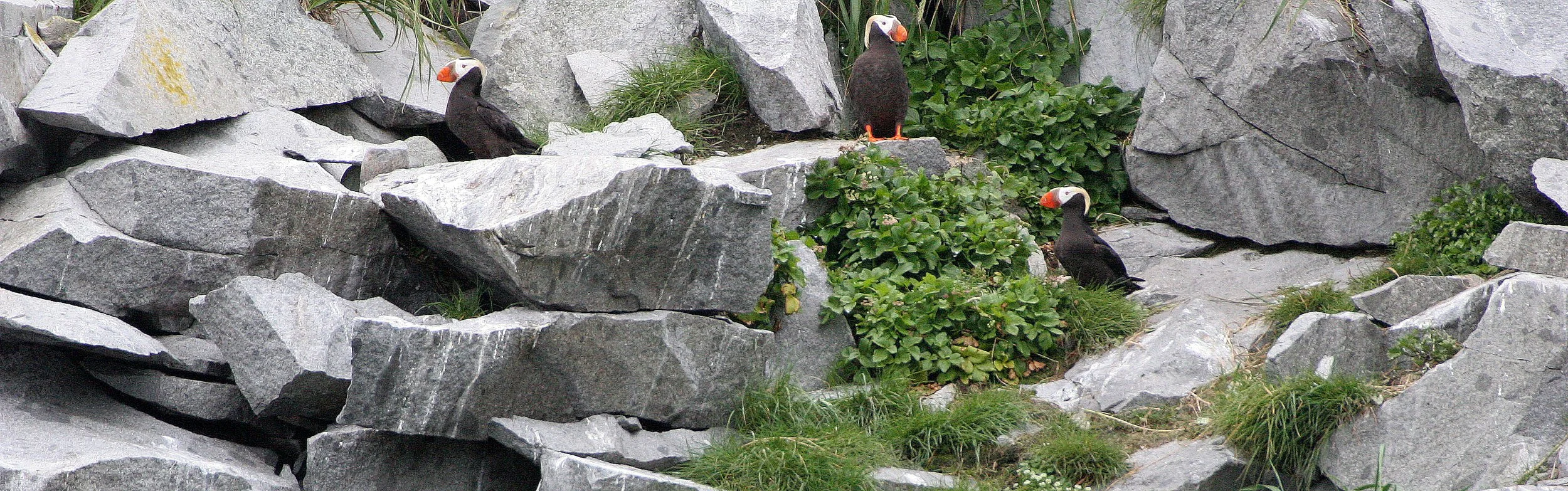 Fratercula cirrhata - TUFTED PUFFIN - COAST OF KAMCHATKA (67).jpg