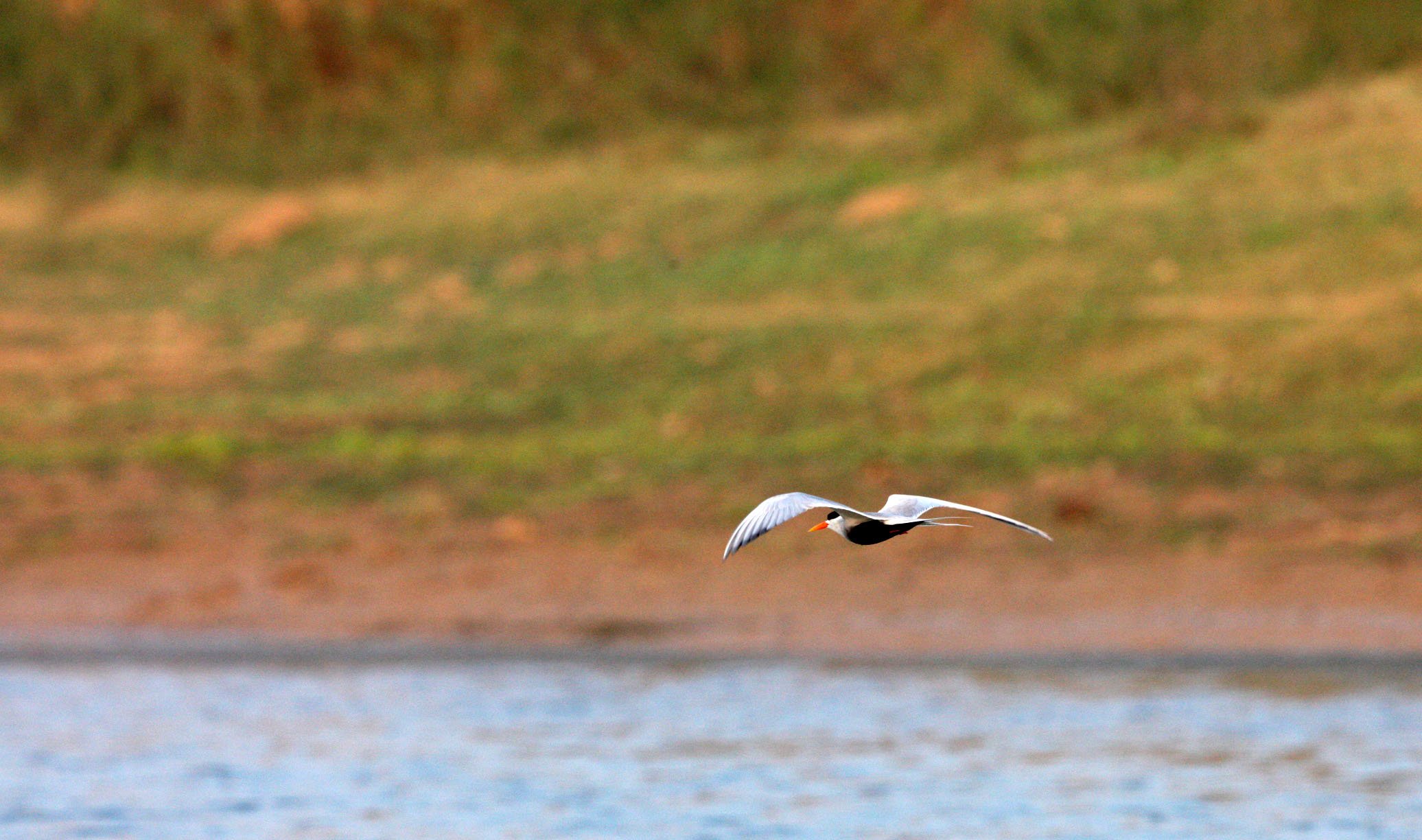 BIRD - TERN - BLACK-BELLIED TERN - CHAMBAL SANCTUARY INDIA (10).JPG