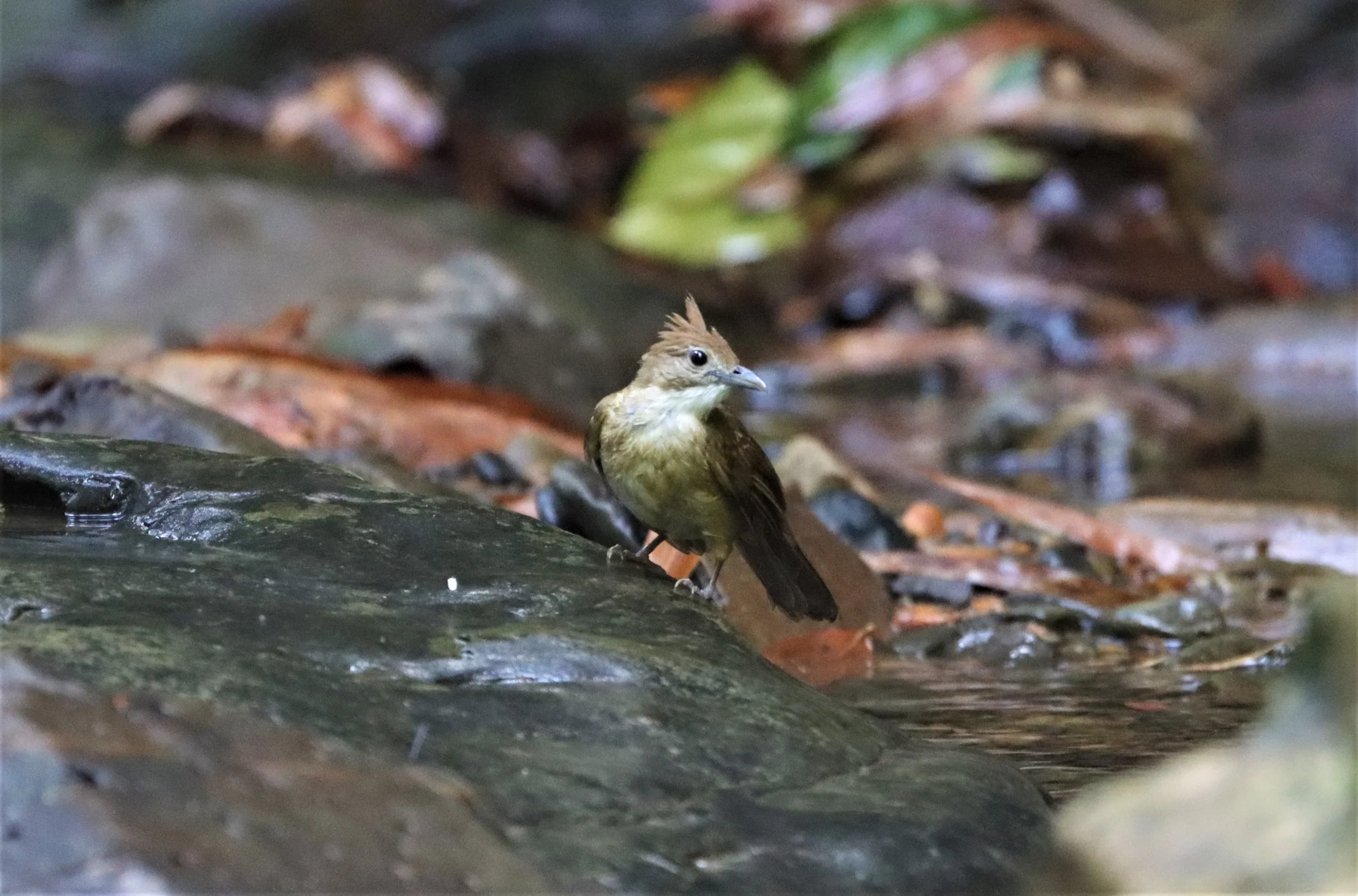 BULBUL - OCHRACEOUS BULBUL - Alophoixus ochraceus - SI PHANG NGA NATIONAL PARK (12).jpg