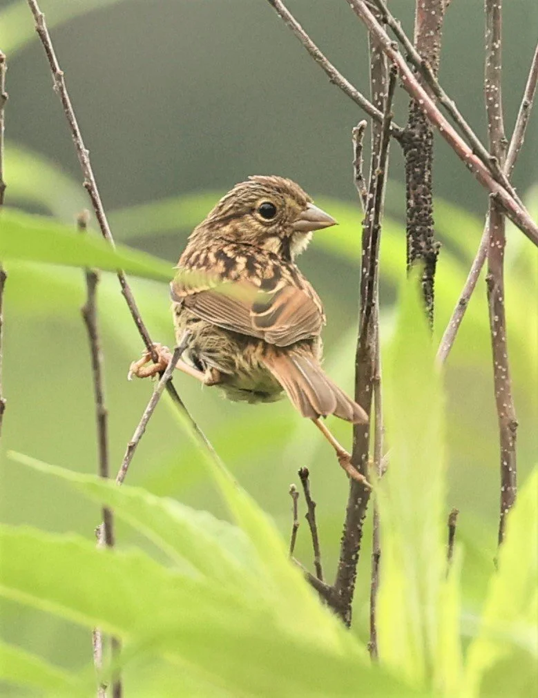 Savannah Sparrow (Passerculus sandwichensis) Lincoln Marsh Wheaton Illinois (1).jpg