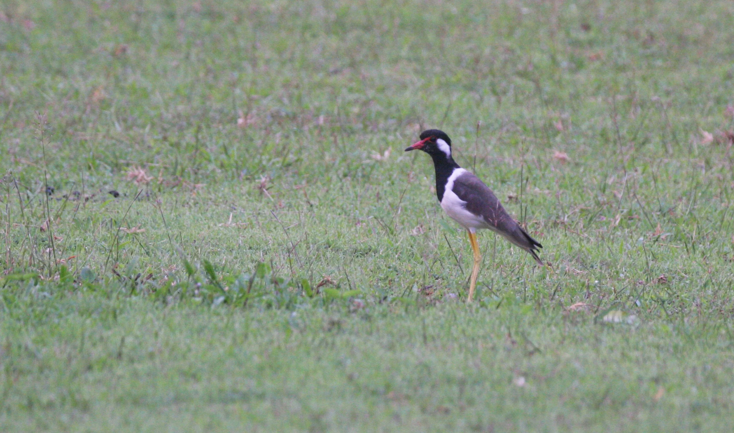 LAPWING - RED-WATTLED LAPWING - Vanellus indicus - KHAO YAI NATIONAL PARK THAILAND (12).JPG