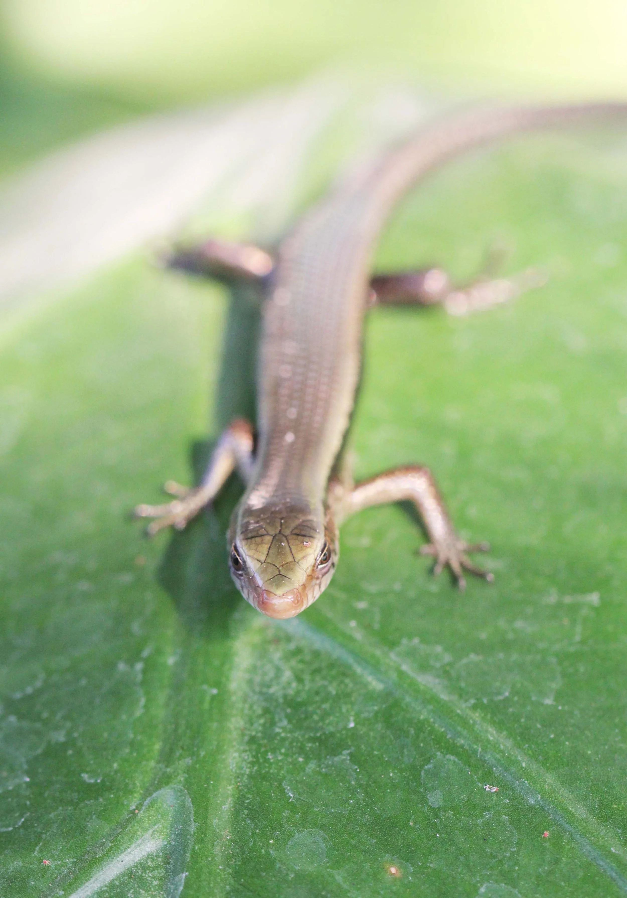 2013 Nonthaburi Setthasiri House and Nonthaburi Neighborhood (198).JPG