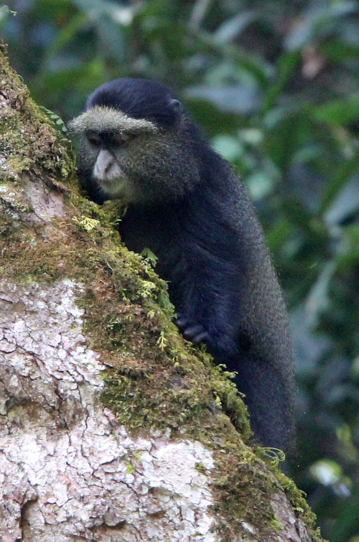 CERCOPITHECIDAE - Cercopithecus doggetti - SILVER MONKEY - NYUNGWE NATIONAL PARK RWANDA (172).JPG