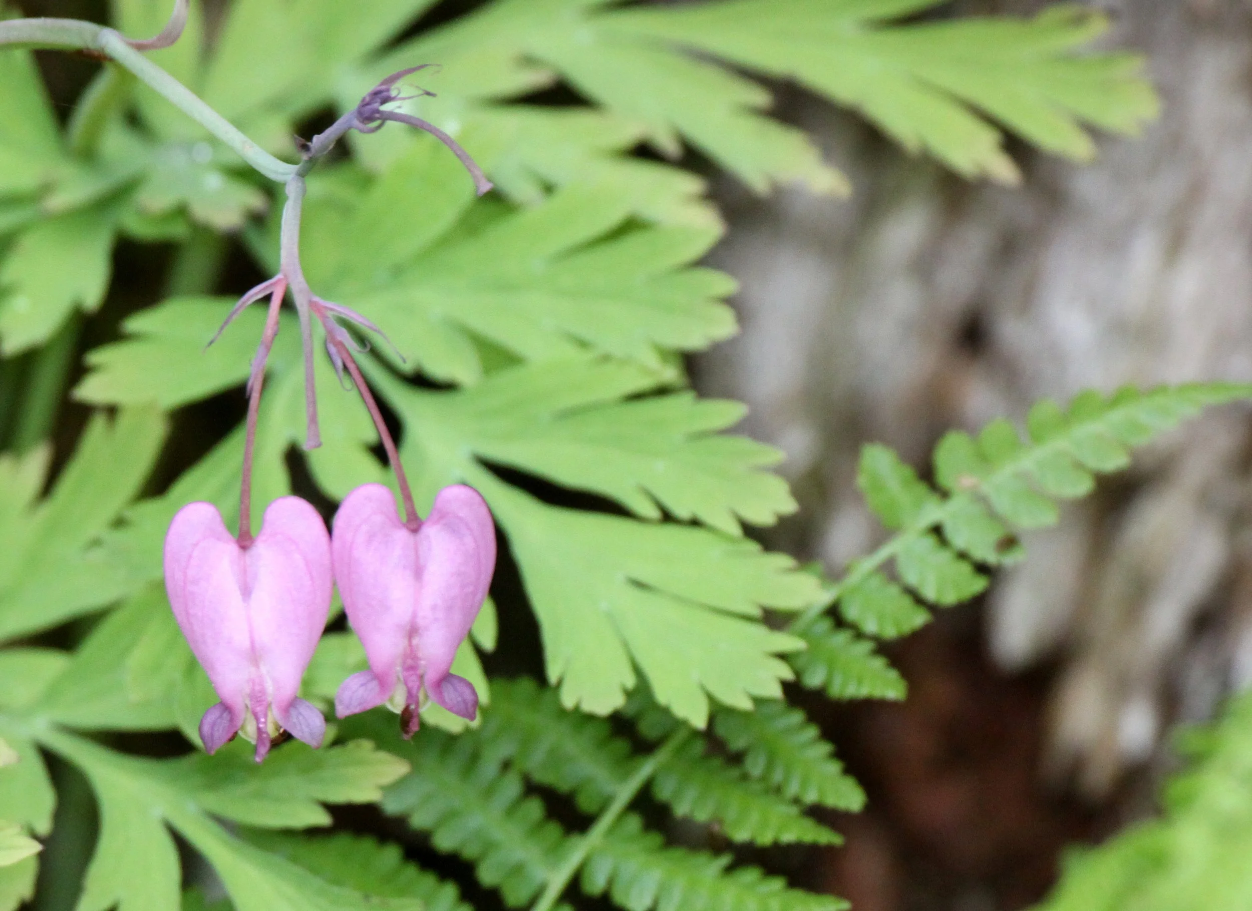 FUMARIACEAE - PACIFIC BLEEDING HEART - THOMPSON SOUND BC (3).JPG