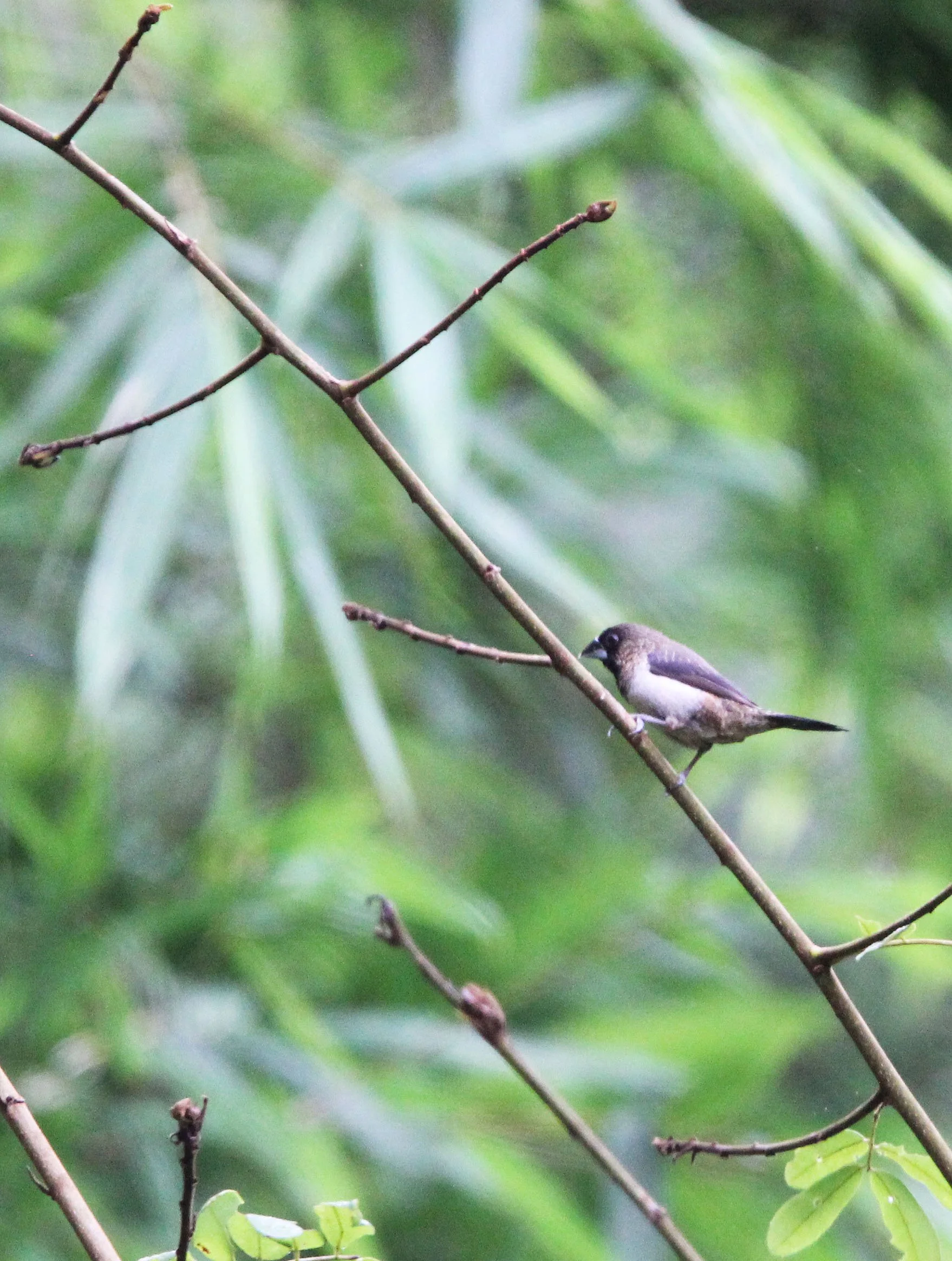 MUNIA - WHITE-RUMPED MUNIA - Lonchura striata - KAENG KRACHAN NATIONAL PARK THAILAND (2).JPG