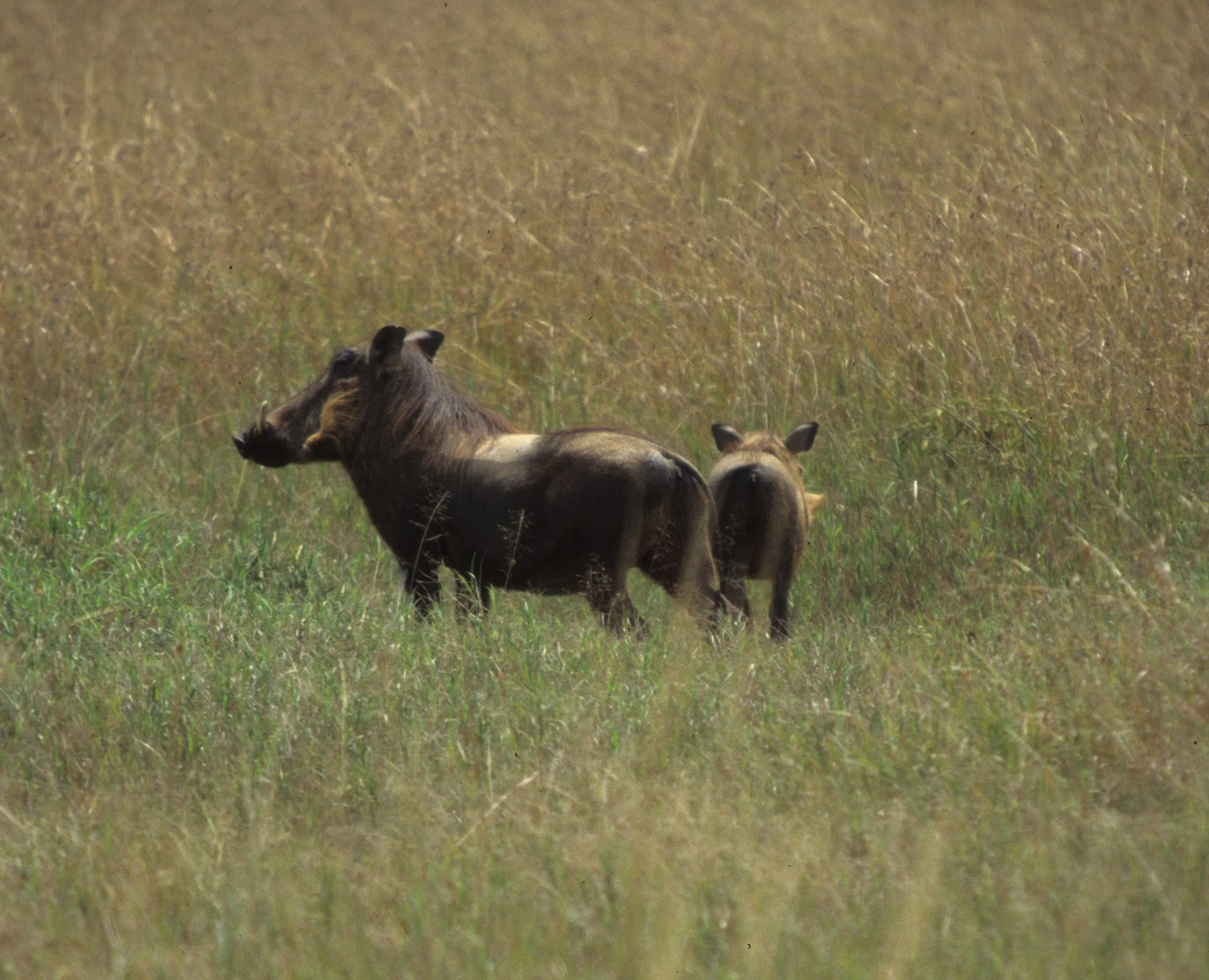 SUIDAE - WARTHOG- SERENGETI (11).jpg