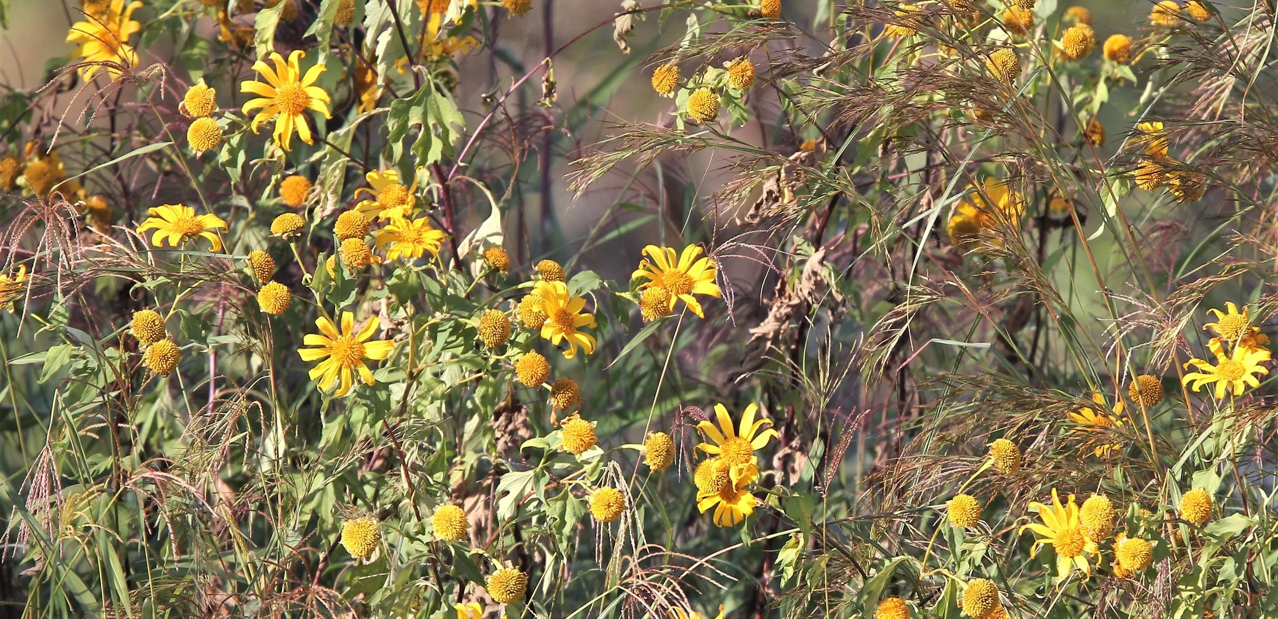 CHIANG DAO THAILAND.jpg
