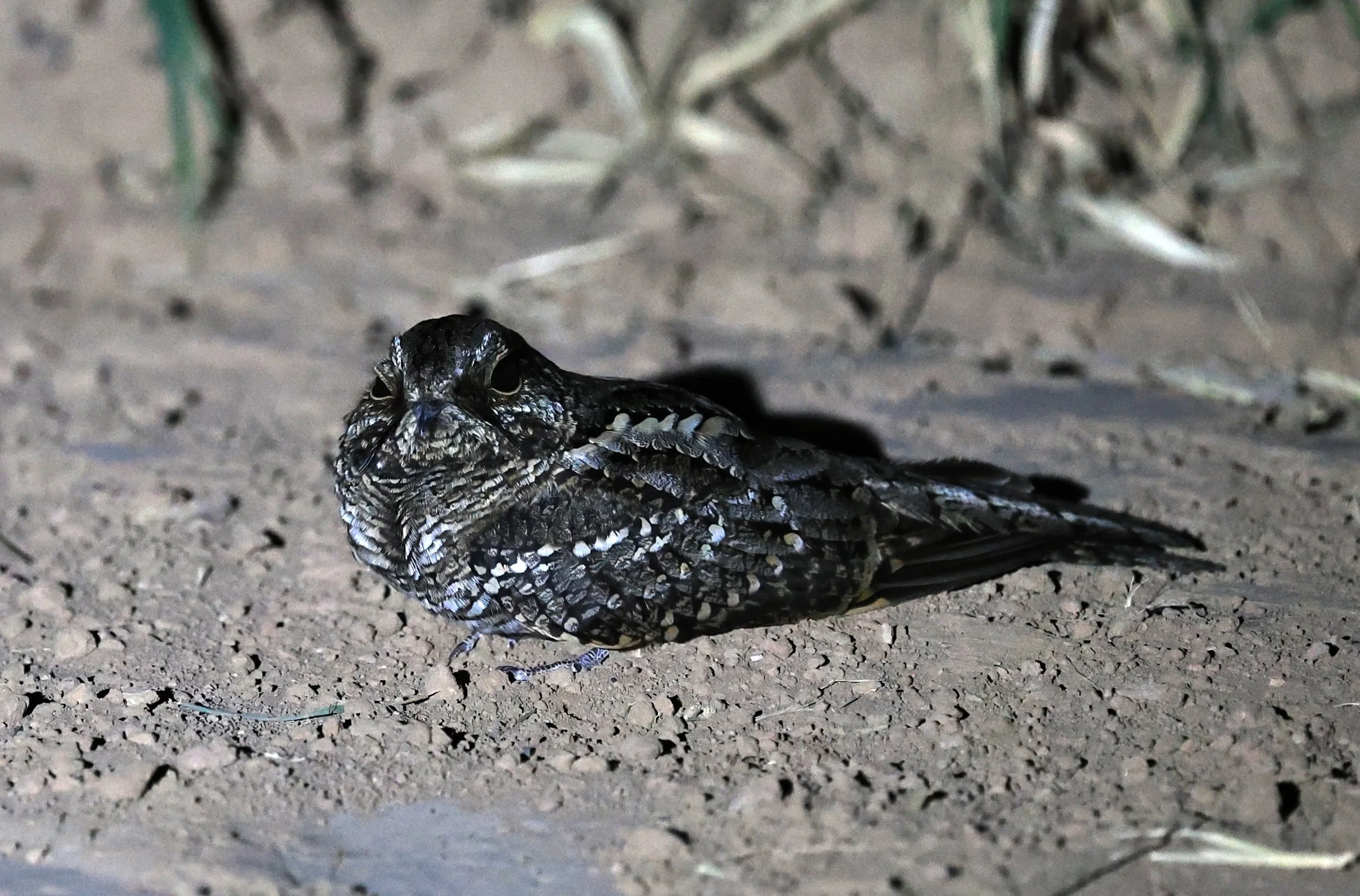 Scissor-tailed Nightjar (Hydropsalis torquata) female - Fortin Toledo Paraguay (6).jpg
