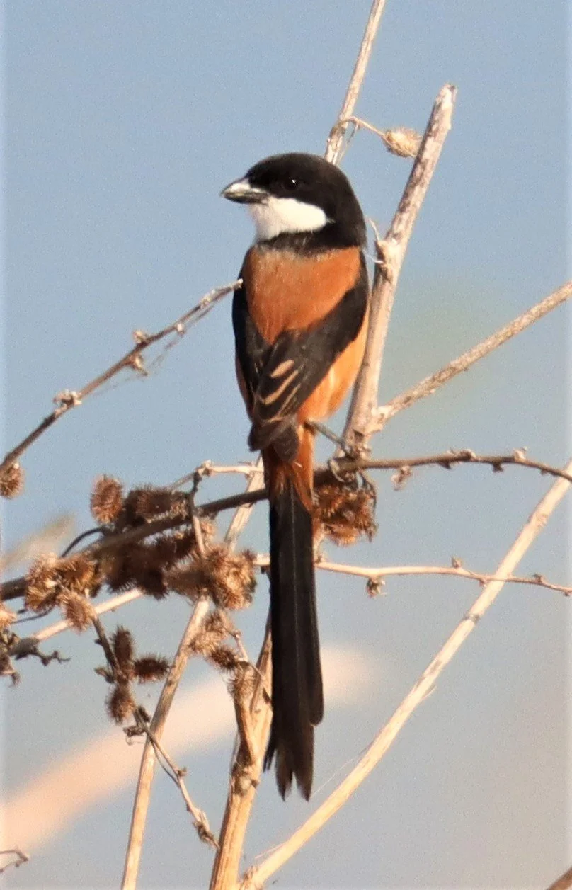 Long-tailed Shrike (Lanius schach) Lumtakong Lake Pak Chong (6).jpg