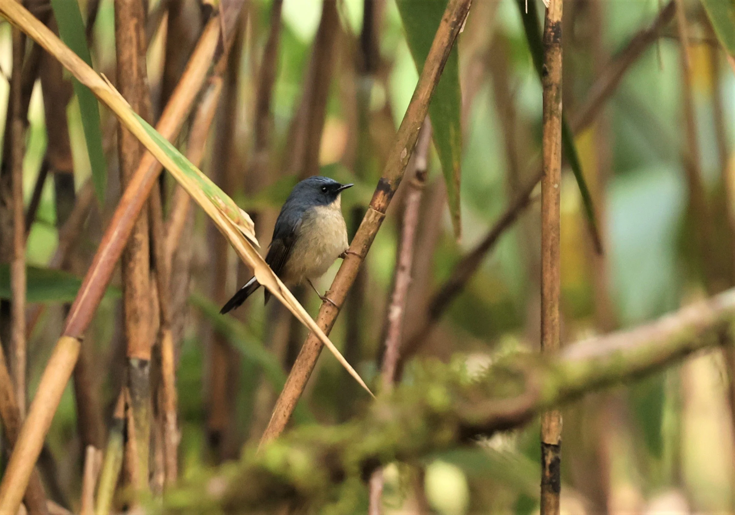 FLYCATCHER - SLATY-BLUE FLYCATCHER - Ficedula tricolor - DOI LANG WEST, DOI PHA HOM POK NP, CHIANG MAI DEC 2021 (30).jpg