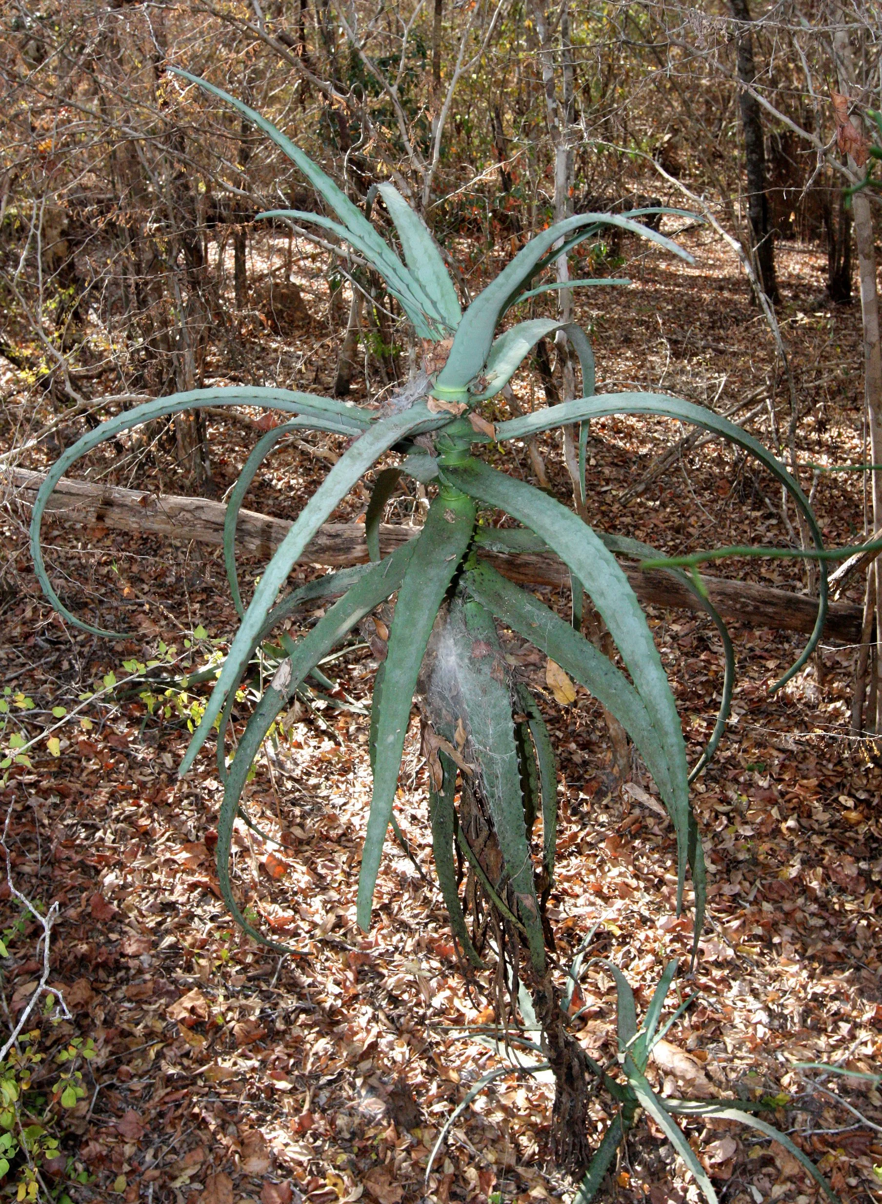 PLANT - ALOE SPECIES - KIRINDY NATIONAL PARK MADAGASCAR (2).JPG