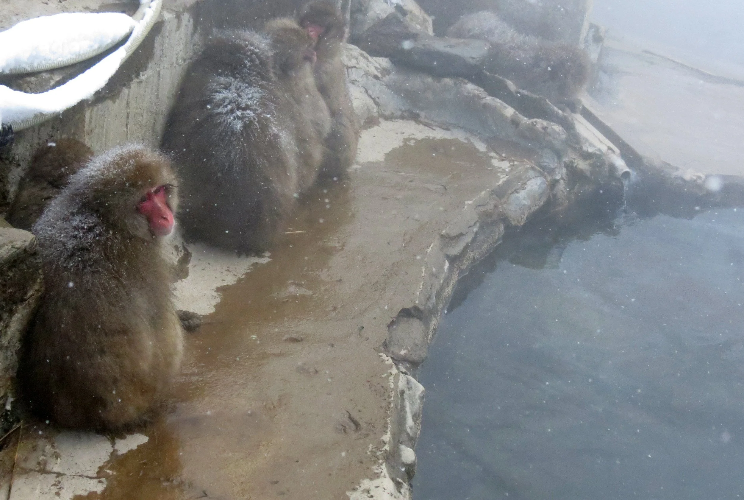 JIGOKUDANI ONSEN - KORAKUKAN RYOKAN - NAGANO PREFECTURE JAPAN (52).JPG