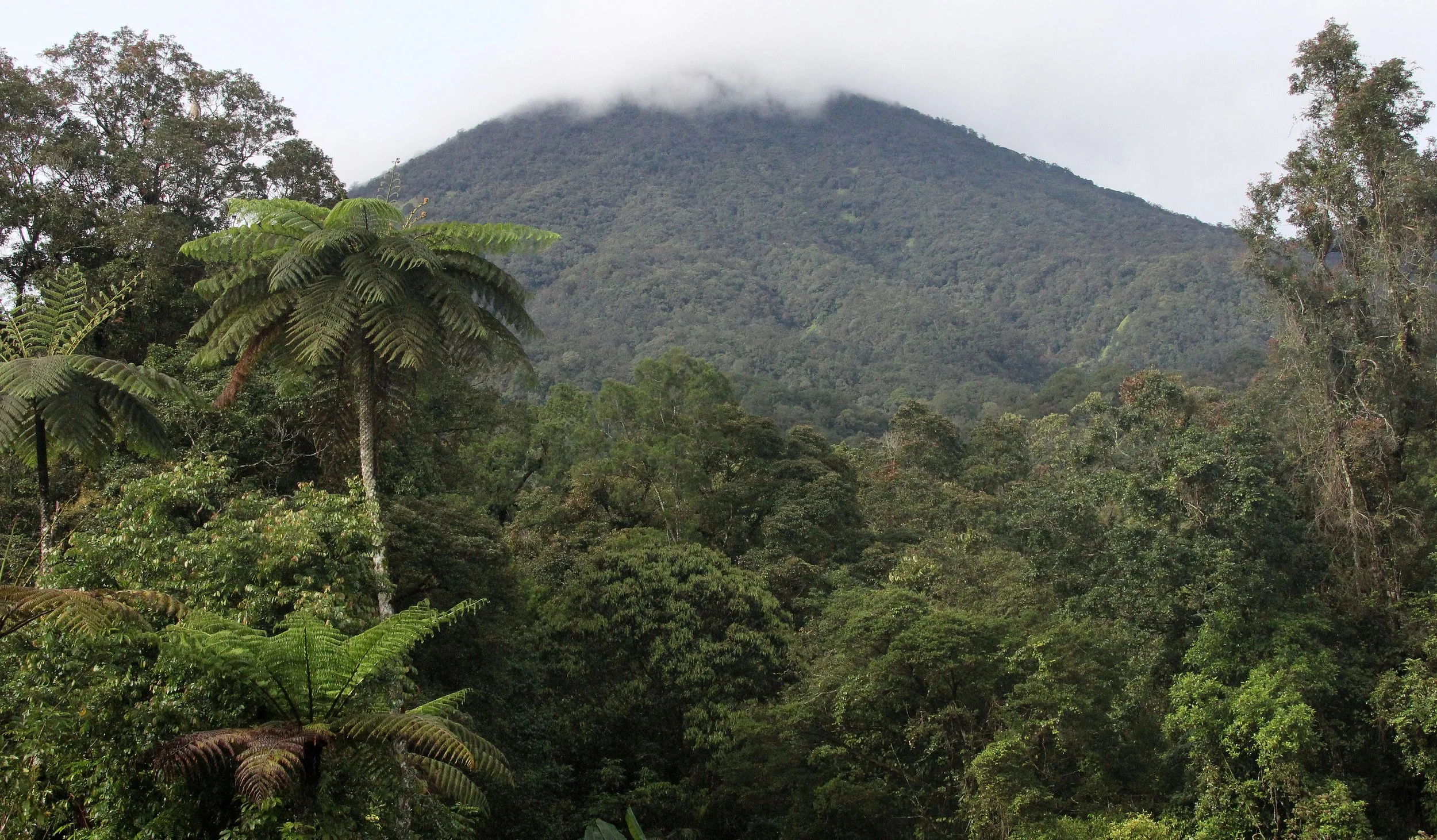 GEDE NATIONAL PARK - JAVA BARAT INDONESIA (7).JPG