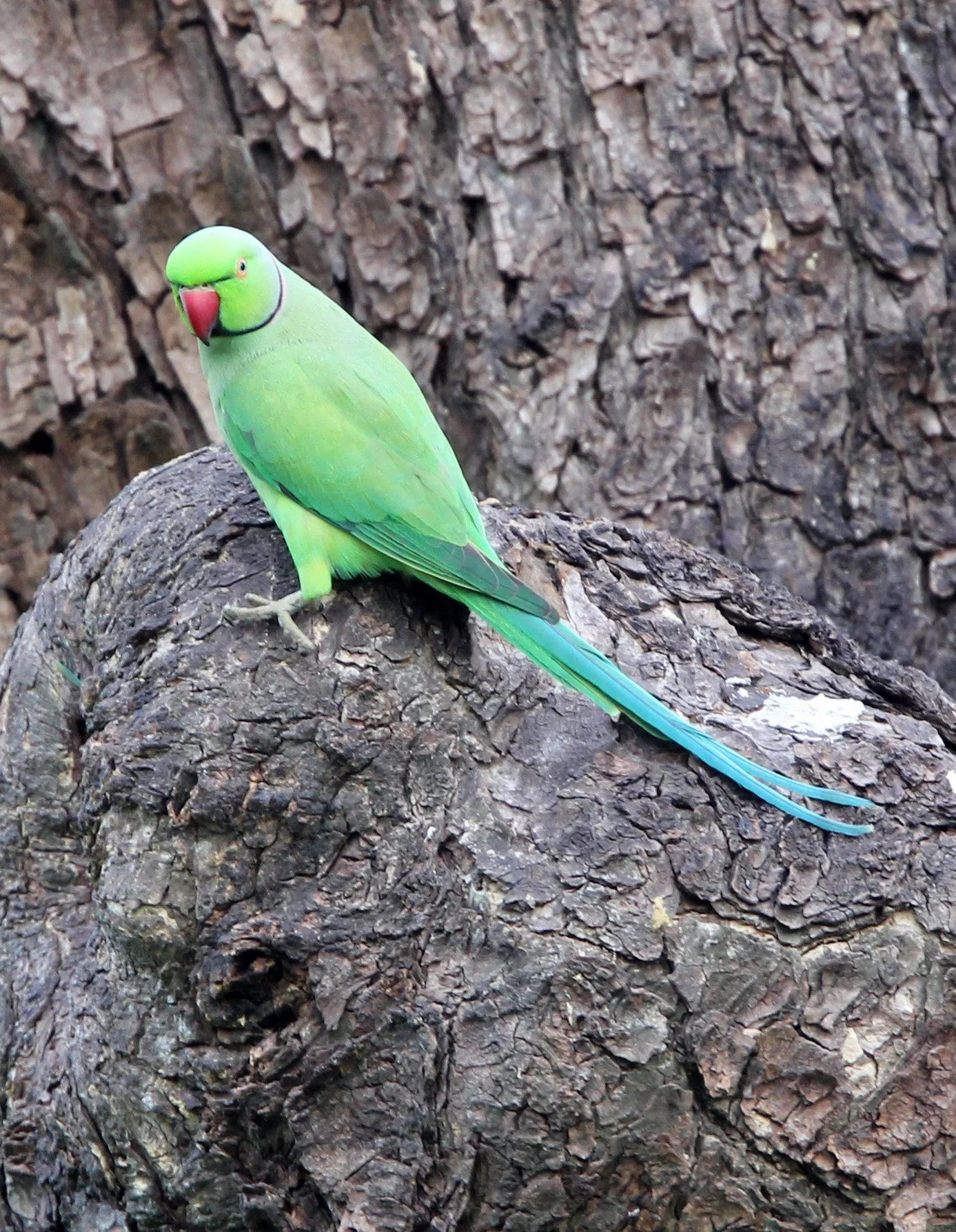 BIRD - PARAKEET - ALEXANDRINE PARAKEET - UDAWALAWA NATIONAL PARK SRI LANKA (6).JPG