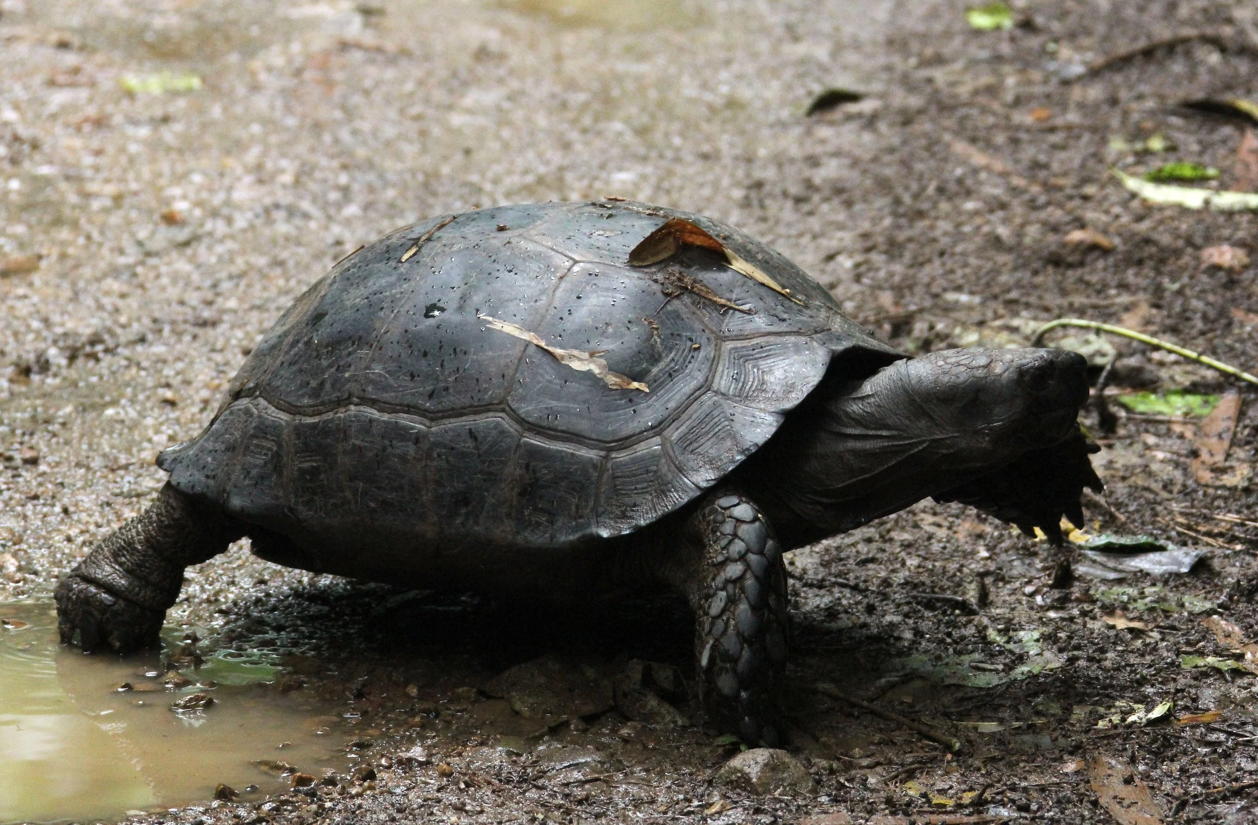 Manouria emys - ASIAN FOREST TORTOISE - KAENG KRACHAN NATIONAL PARK THAILAND (9).JPG