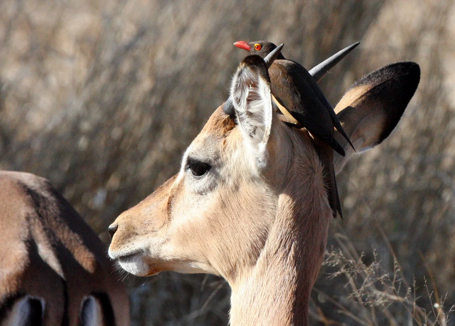 BIRD - OXPECKER - RED-BILLED OXPECKER - KRUGER NATIONAL PARK SOUTH AFRICA (10).JPG