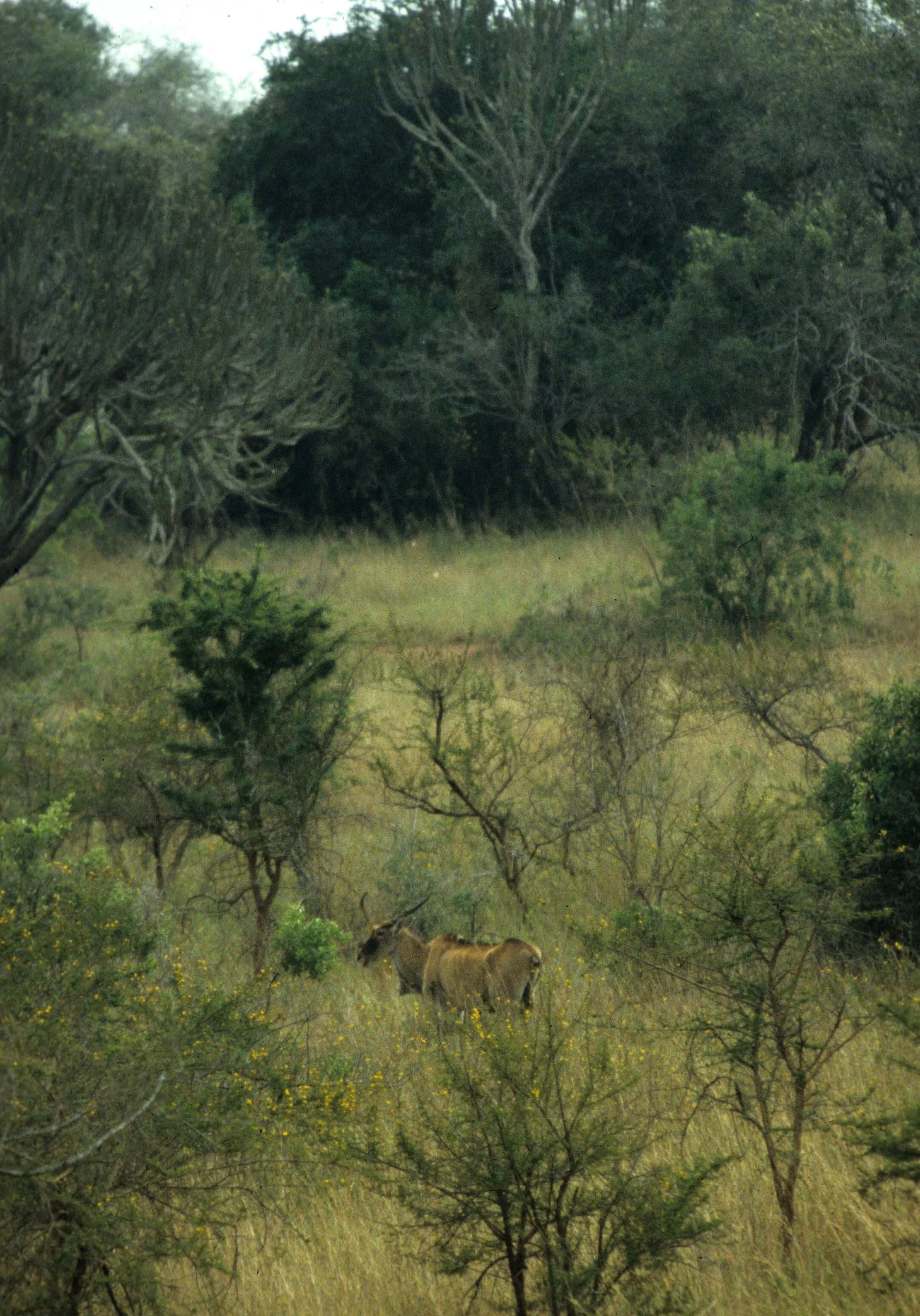 BOVID - ELAND - GREATER - UGANDA QE.jpg
