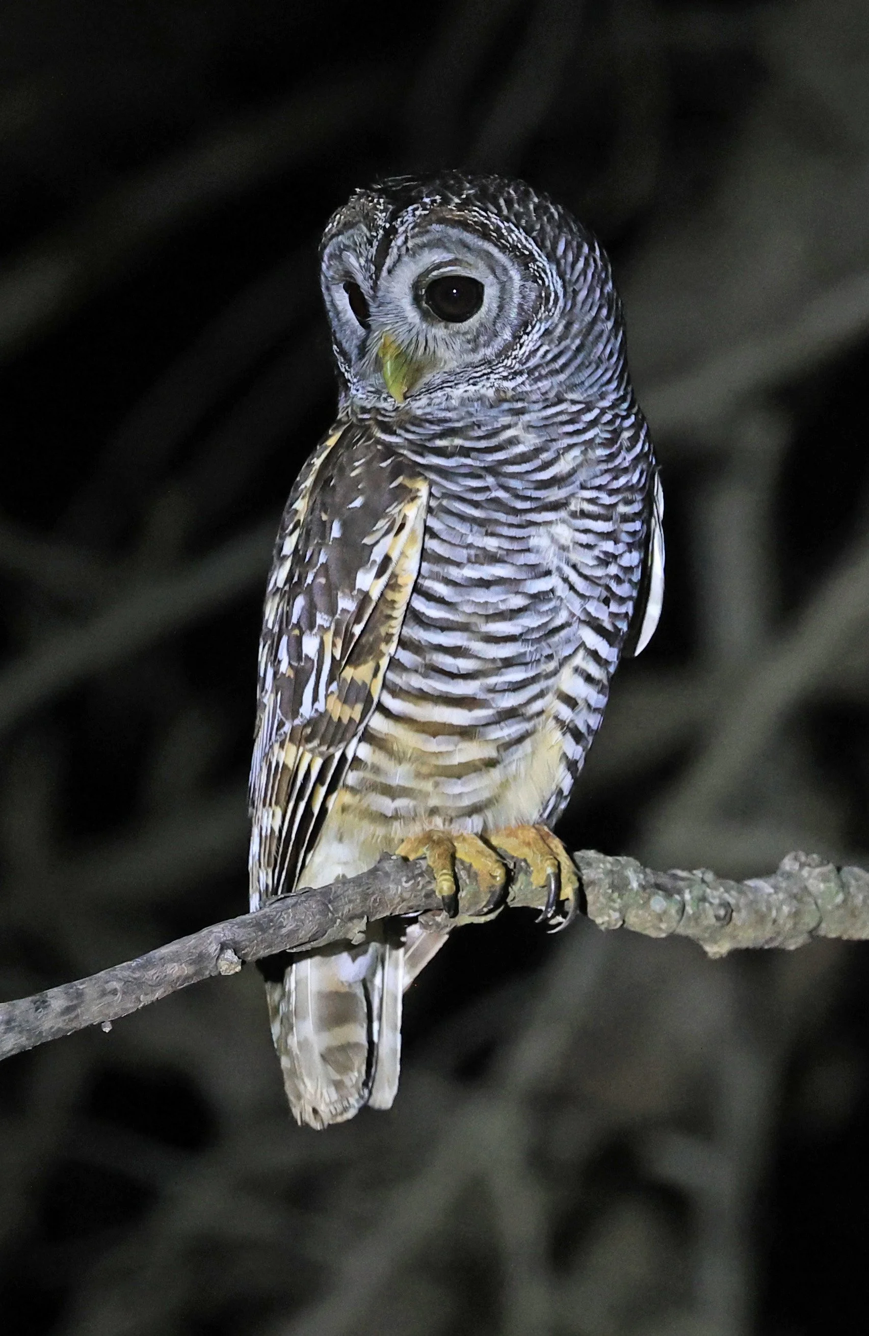 Chaco Owl (Strix chacoensis) Reserva Nueland  Selva Serena (11).jpg