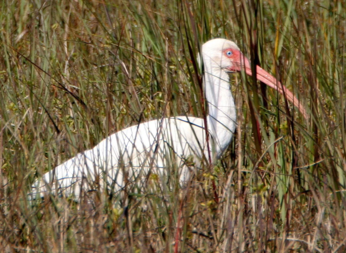 IBIS - AMERICAN WHITE IBIS - Eudocimus albus - ARANSAS NWR TEXAS (4).jpg