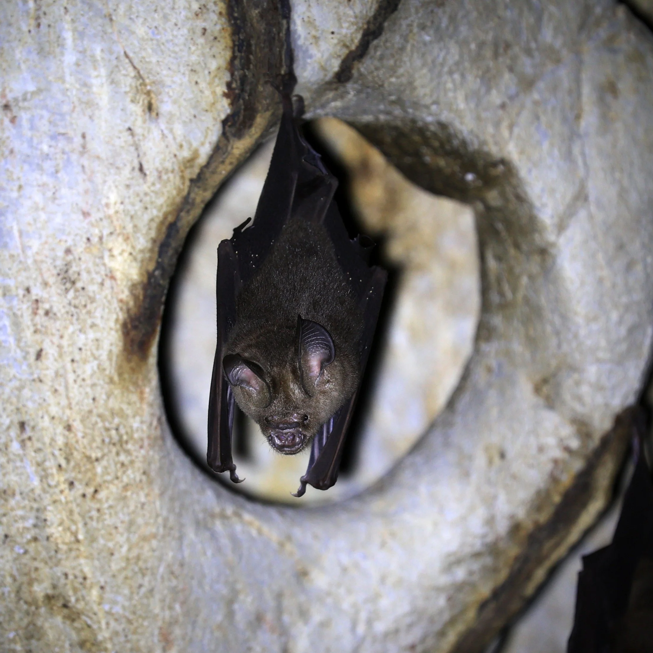 Horsfield’s Leaf-nosed Bat (Hipposideros.larvatus) Wat Tham Sila Thong Temple Pak Chong Thailand near Khao Yai (104).jpg