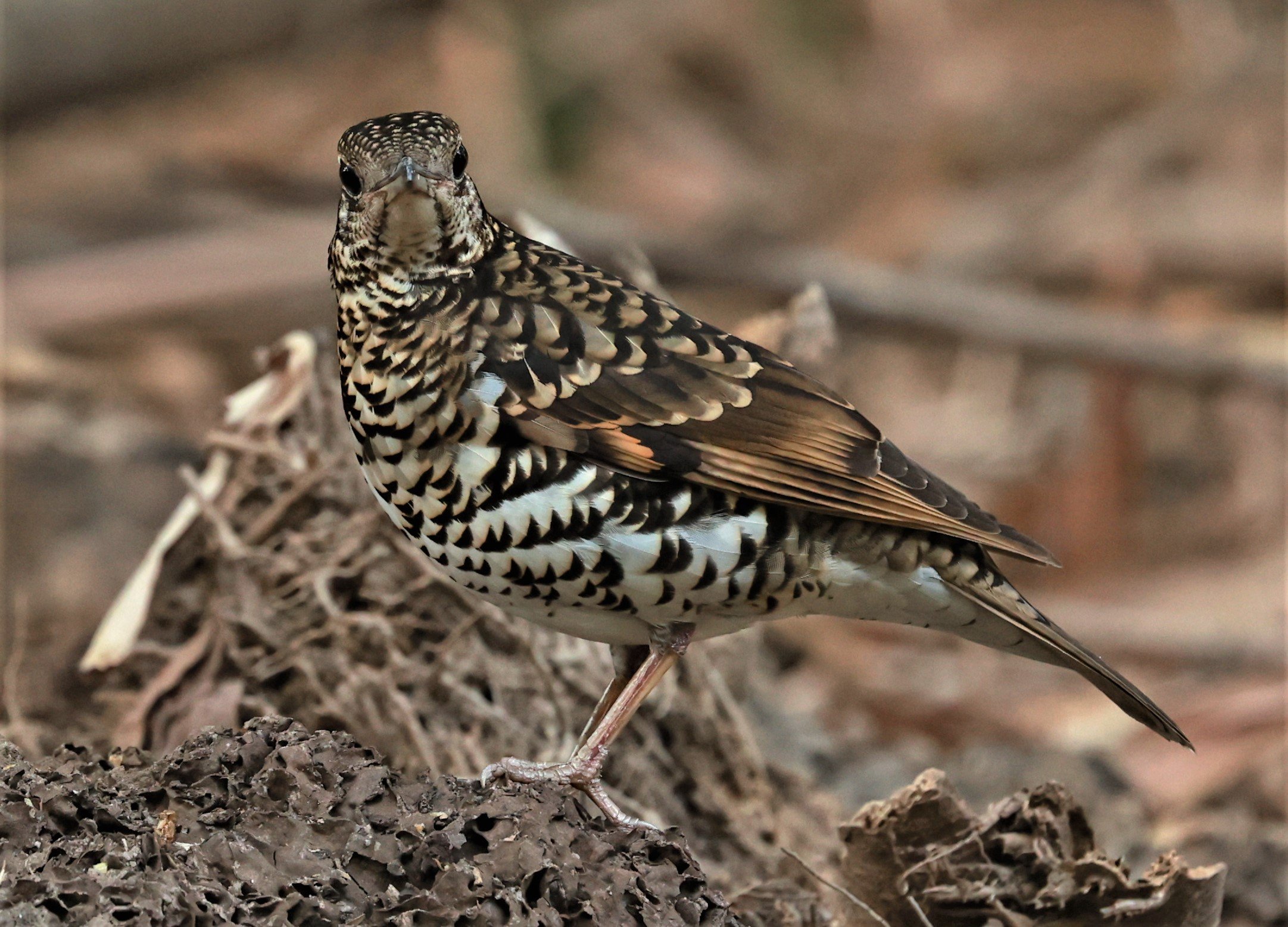 White's Thrush (Zoothera aurea) Putthamonthon Park Nakhon Pathom Thailand (115).jpg