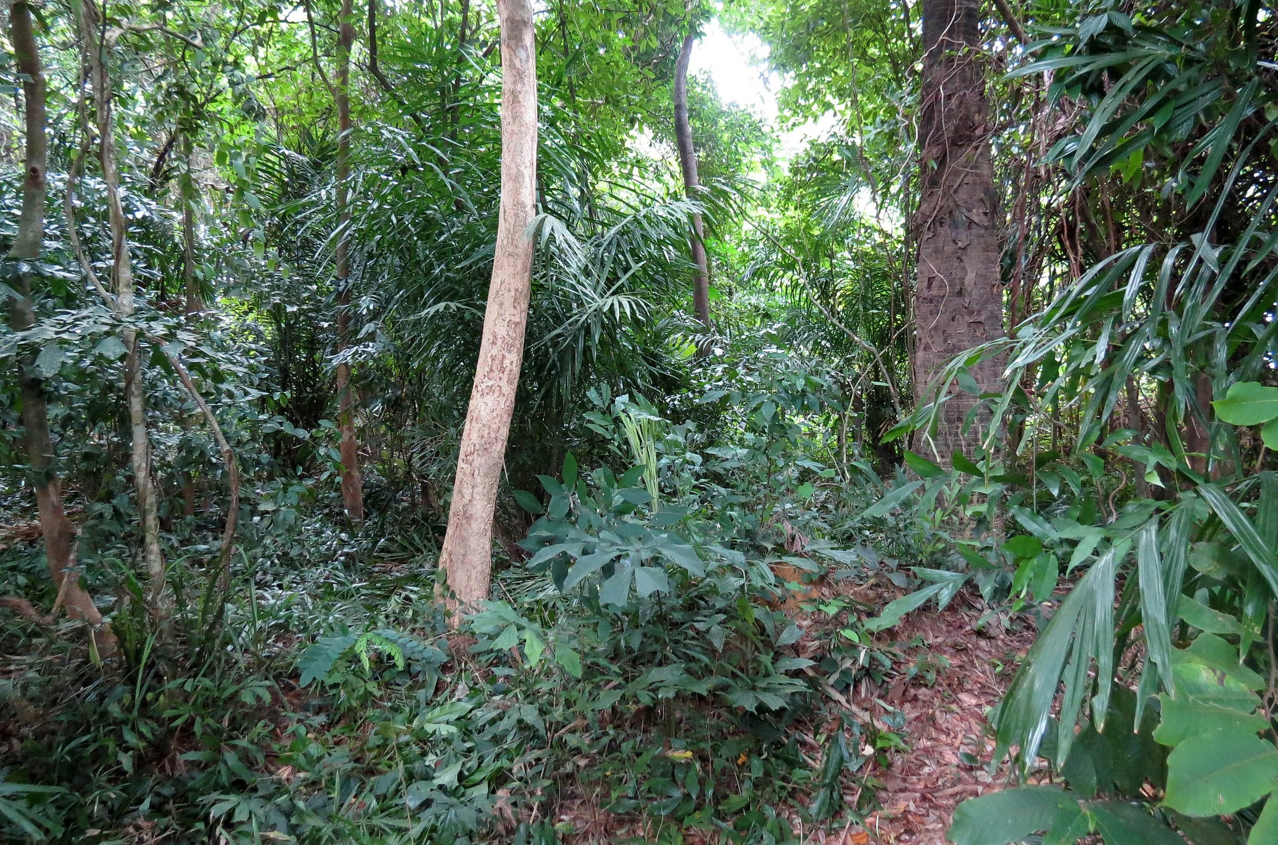 2014 Koh Lanta Build (93).JPG