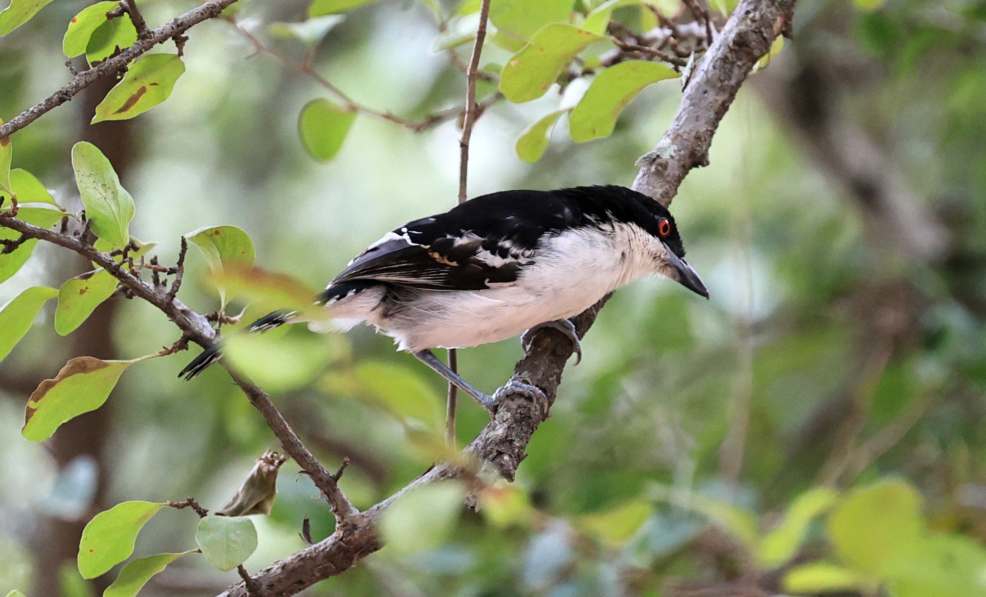 Great Antshrike (Taraba major) Hotel Campestre Iparoma Paraguay (13).jpg