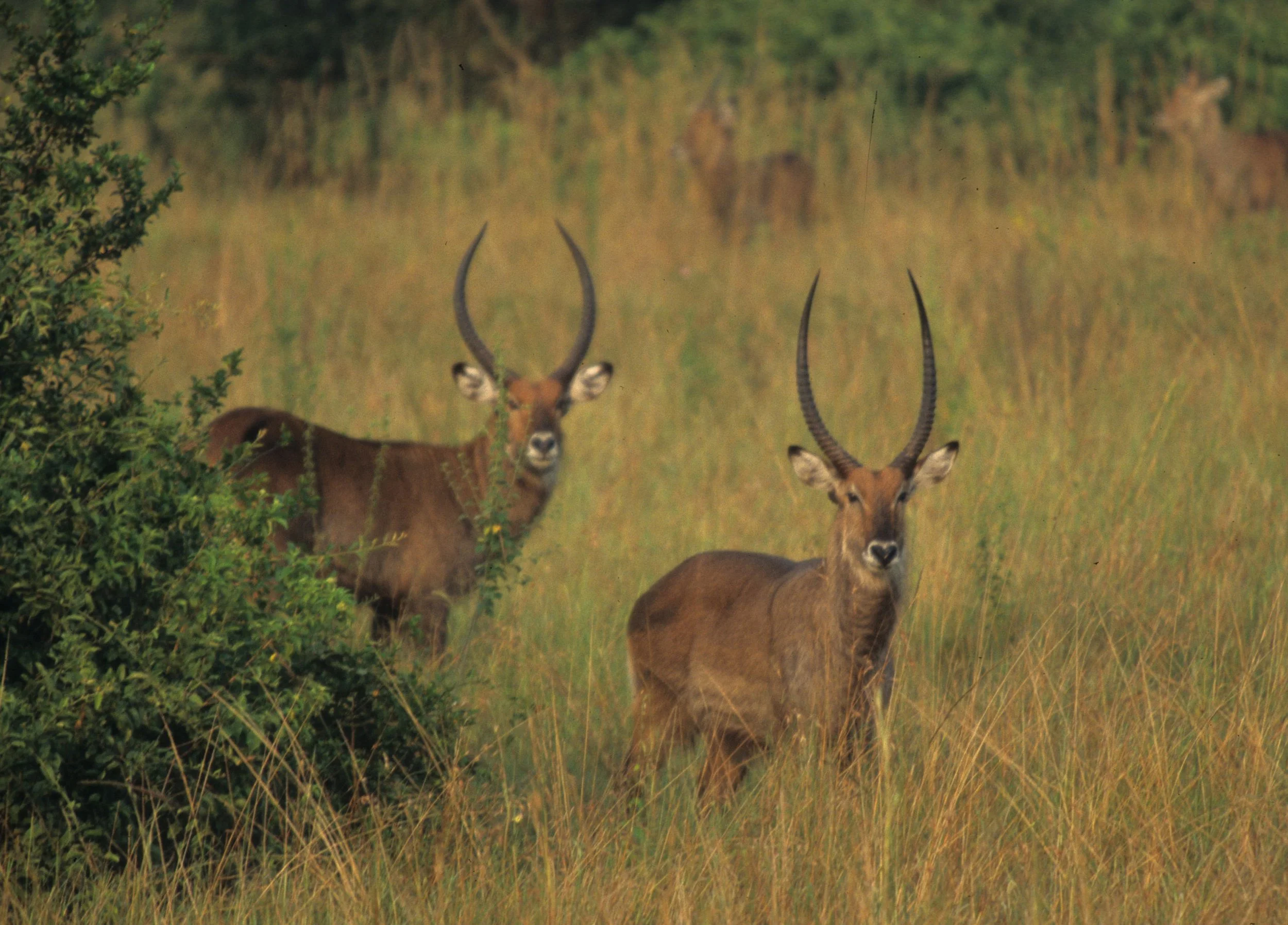 BOVID - WATERBUCK - DEFASSA - UGANDA (19).jpg