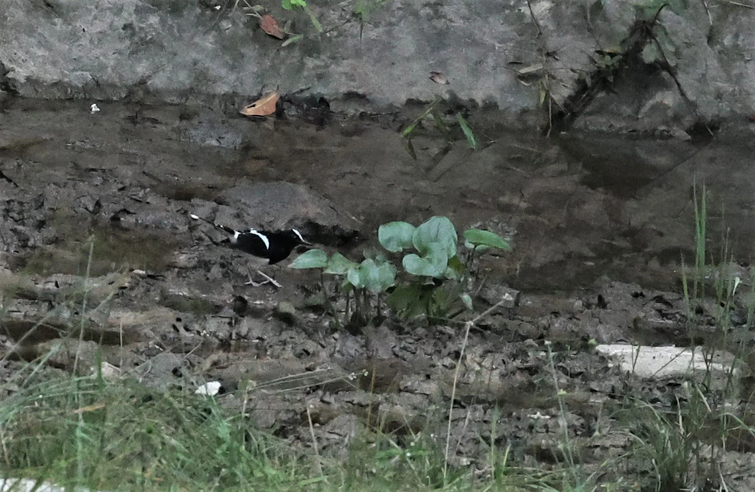 Enicurus leschenaulti - WHITE-CROWNED FORKTAIL - TAMAN NEGARA MALAYSIA JUNE 2022 (19)A.jpg