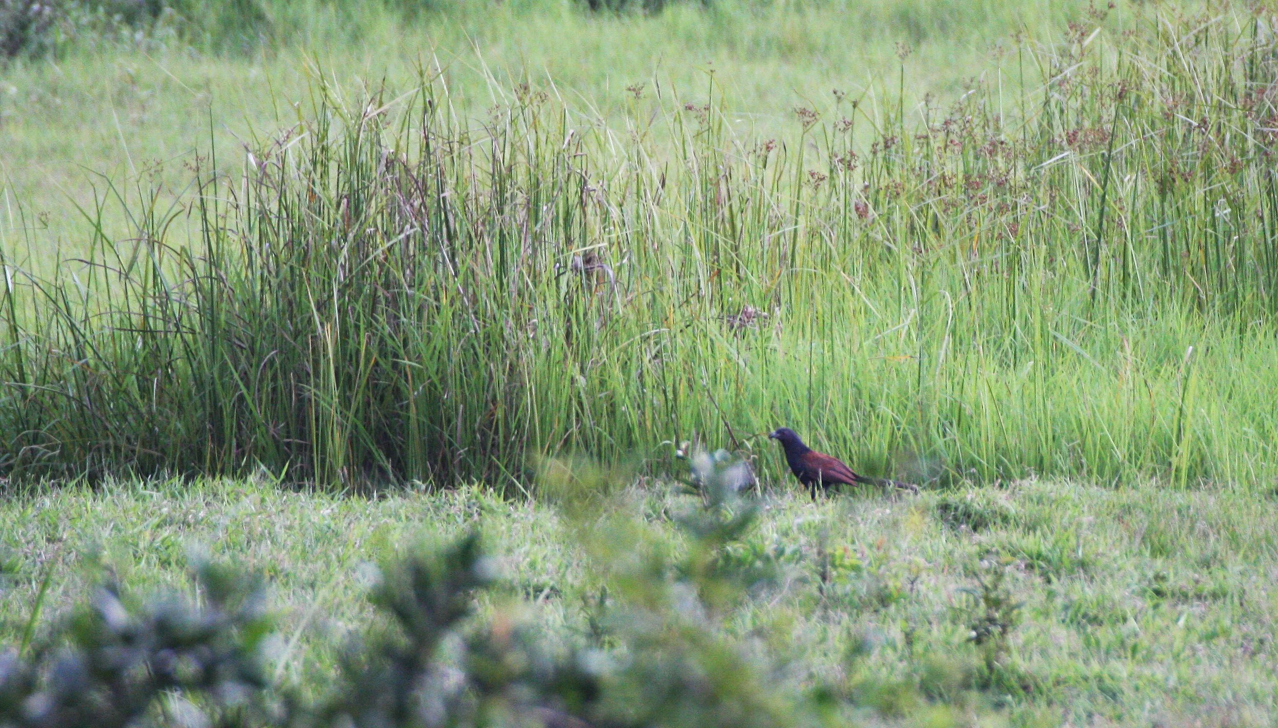 Greater Coucal (Centropus sinensis) Nakhon Si Thammarat Thailand (2).JPG