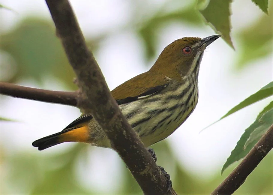 Yellow-vented Flowerpecker (Dicaeum chrysorrheum)