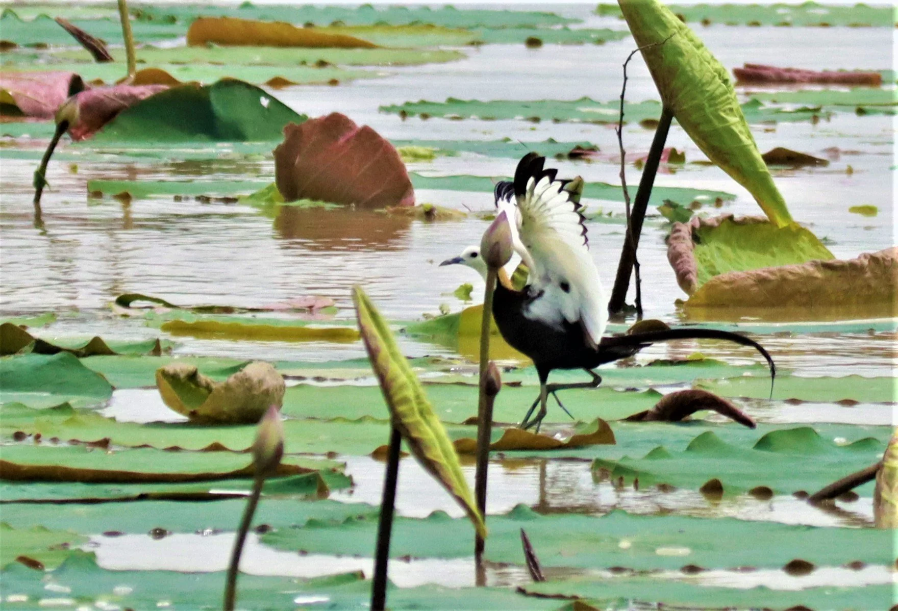 JACANA - PHEASANT-TAILED JACANA - Hydrophasianus chirurgus - BUENG BORAPHET NAKHON SAWAN AUGUST 2021 (102).jpg