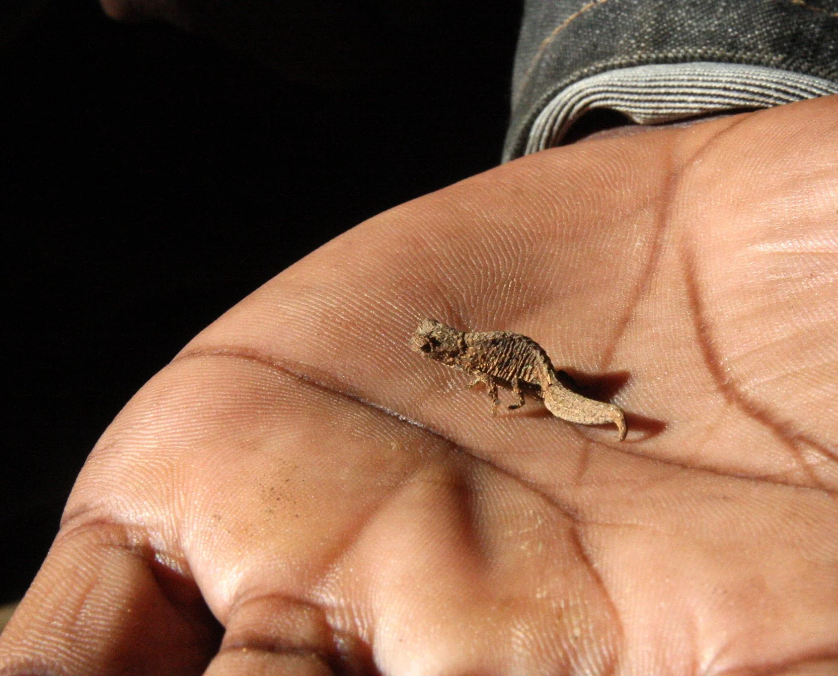 Brookesia tuberculata - MONTAGNE D'AMBRE LEAF CHAMELEON - MONTAGNE D'AMBRE NATIONAL PARK  - WORLD'S SMALLEST SPECIES (4).JPG