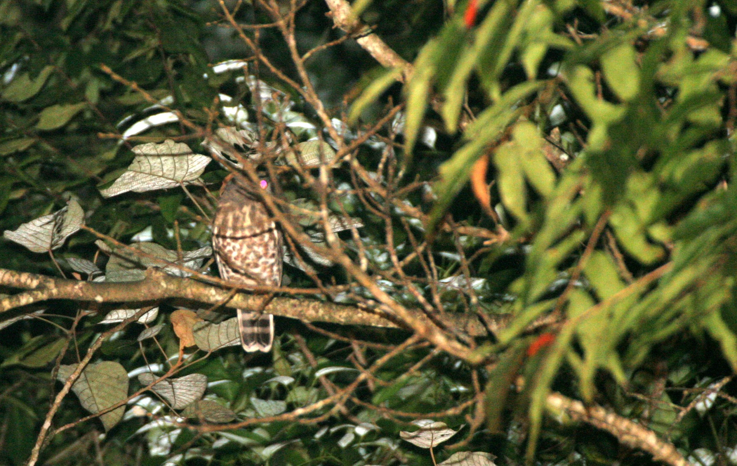 Ninox scutulata - BROWN HAWK OWL - KHAO YAI NATIONAL PARK THAILAND (9).JPG