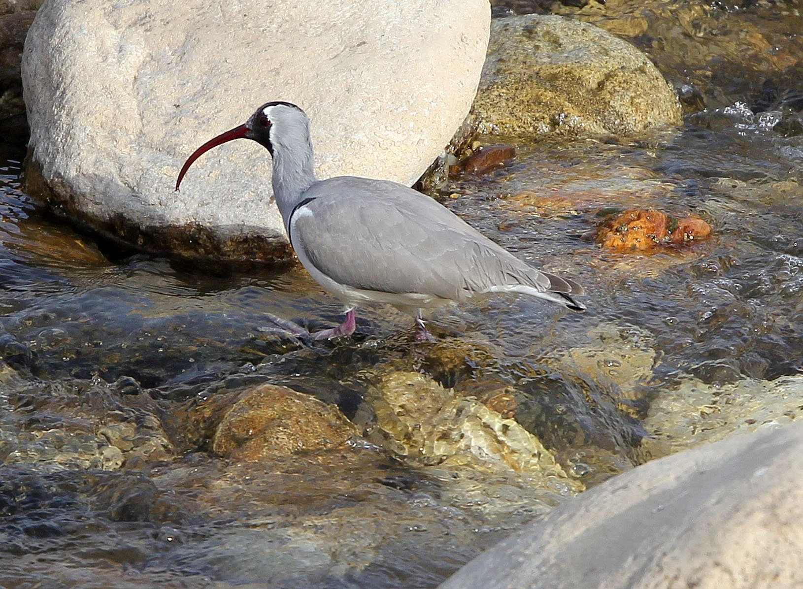 BIRD - IBISBILL - FOPING CITY, SHAANXI CHINA (39).JPG