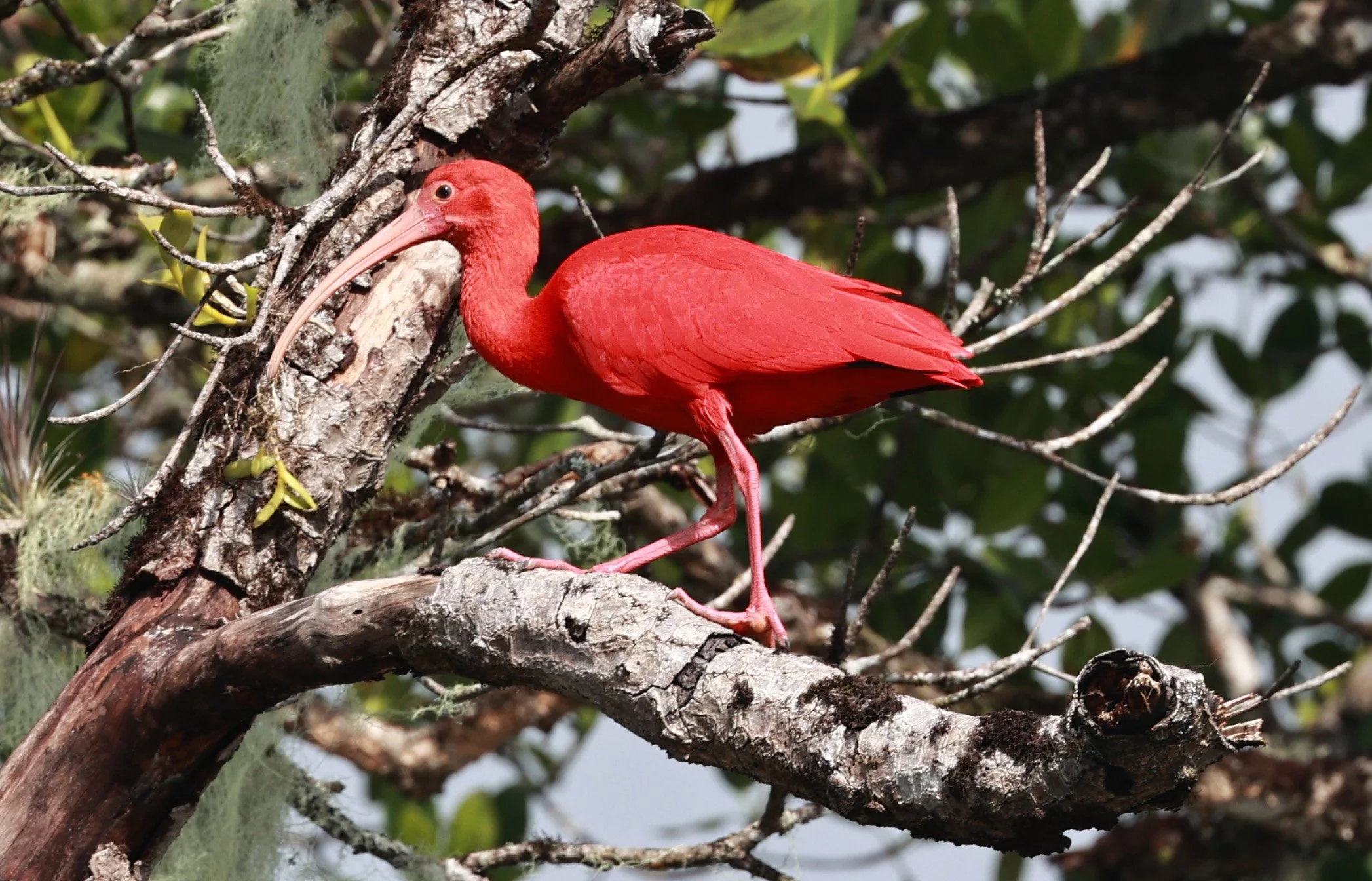 Scarlet Ibis (Eudocimus ruber) Superagüi National Park, Brazil (22).jpg