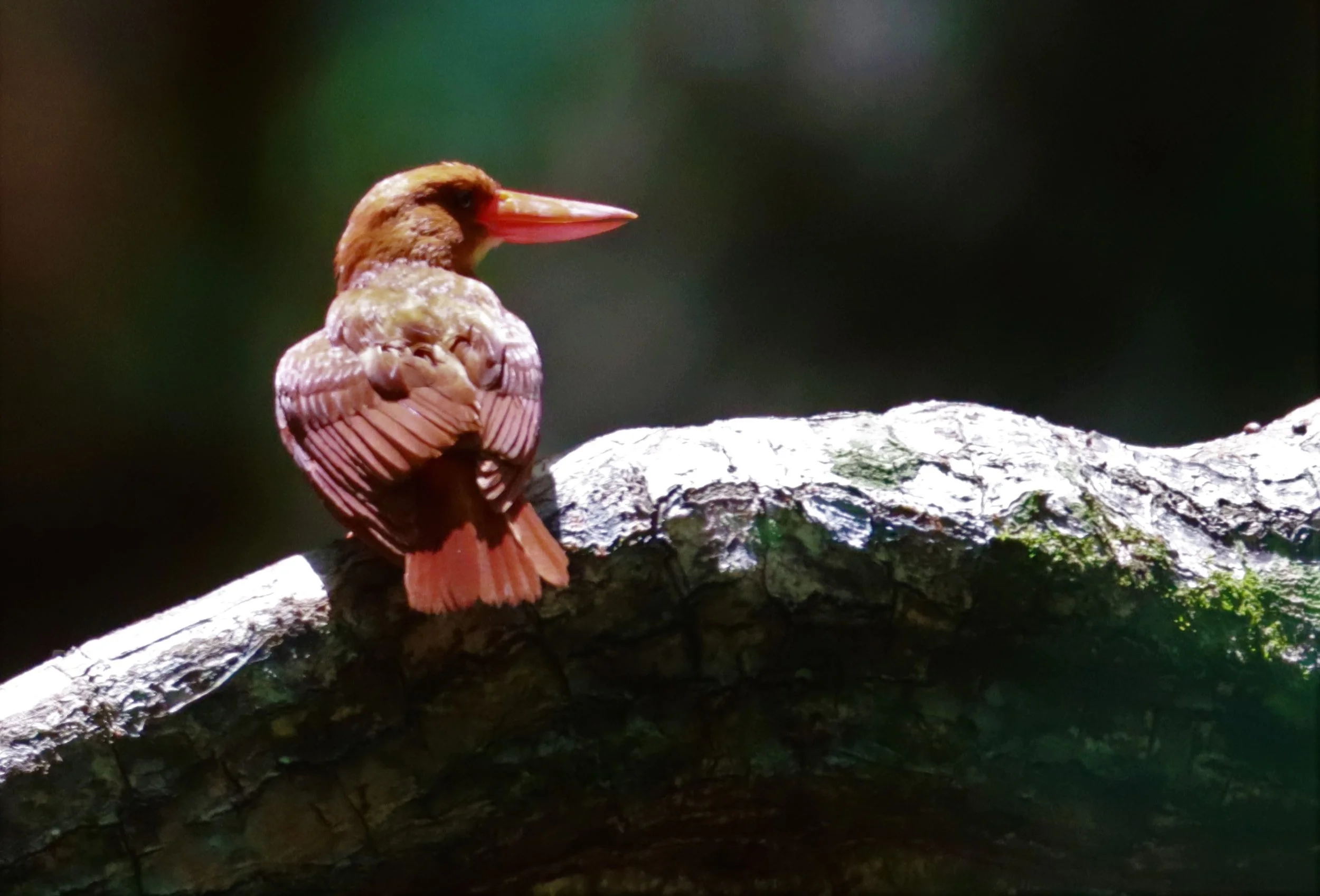 KINGFISHER - RUDDY KINGFISHER - Halcyon coromanda - AO PHANG NGA NATIONAL PARK AREA (90).jpg