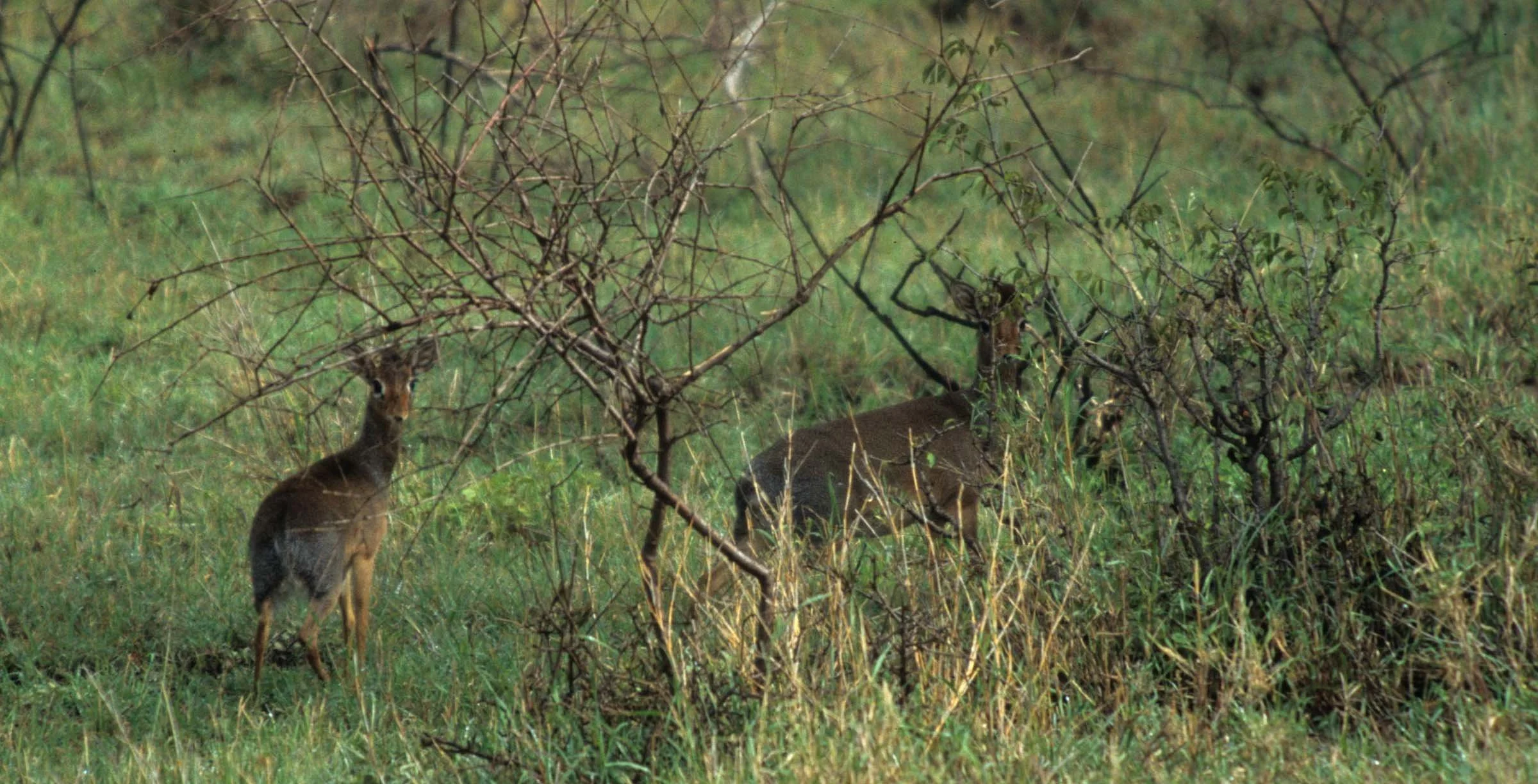 BOVID - DIK DIK - KIRKS - SERENGETI (6).jpg
