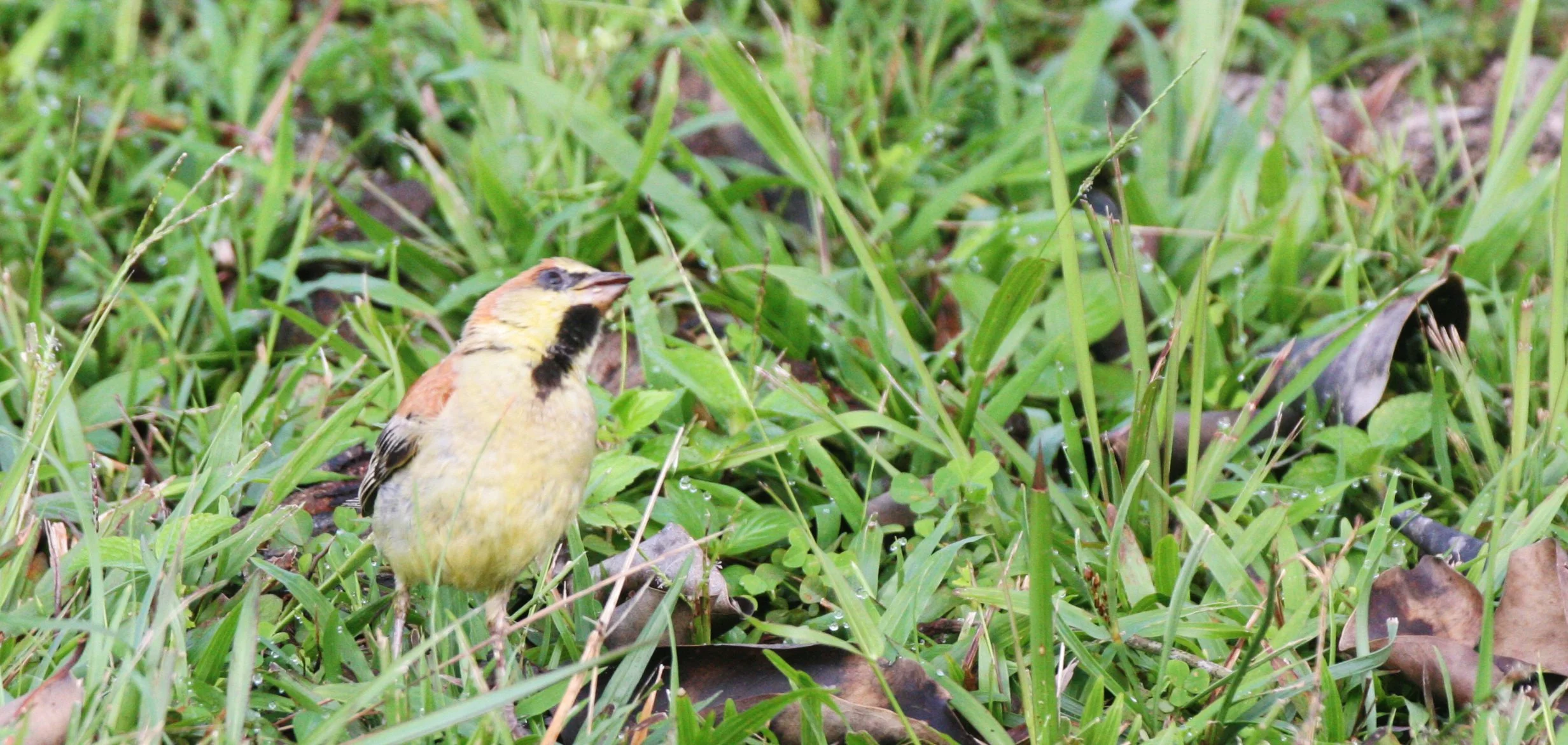 Plain-backed Sparrow (Passer flaveolus) Khao Yai NP Thailand (2).JPG