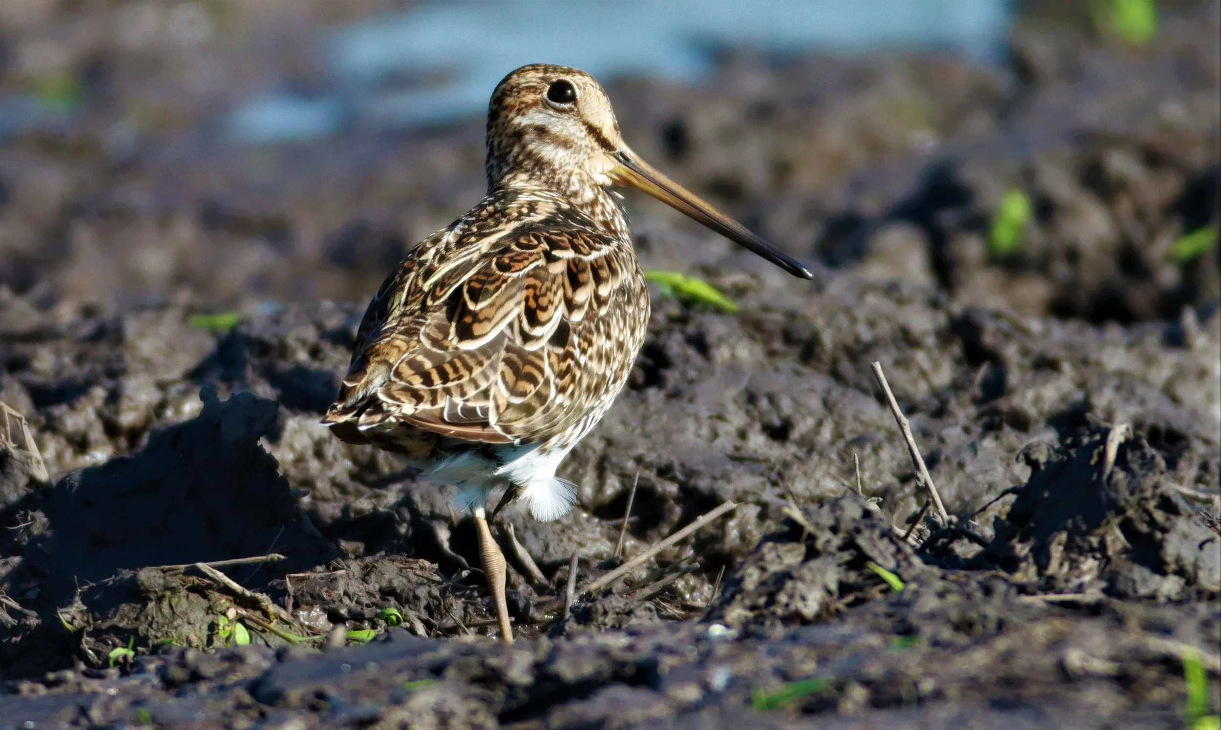 SNIPE - PINTAIL SNIPE - Gallinago stenura - PATHUM THANI RICE RESEARCH CENTER AUGUST 24 2021 (53).jpg