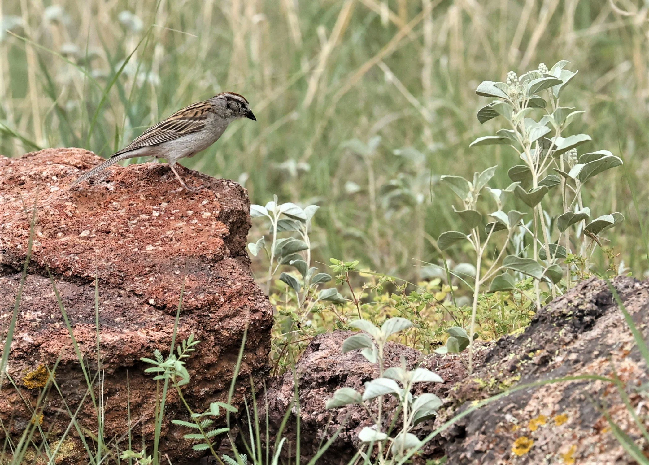 Rufous-crowned Sparrow (Aimophila ruficeps) Davis Mountains State Park Texas (4).jpg