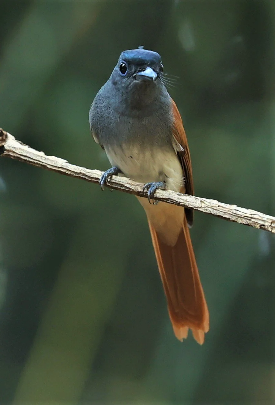 PARADISE-FLYCATCHER - BLYTH'S PARADISE-FLYCATCHER - Terpsiphone affinis - WAT THAM PRATHUM CHONBURI JAN 30 2022 (31).jpg