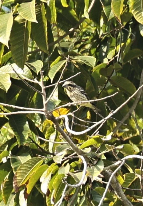 Spot-winged Grosbeak (Mycerobas melanozanthos) Fang Hotsprings Chiang Mai Thailand (1).jpg