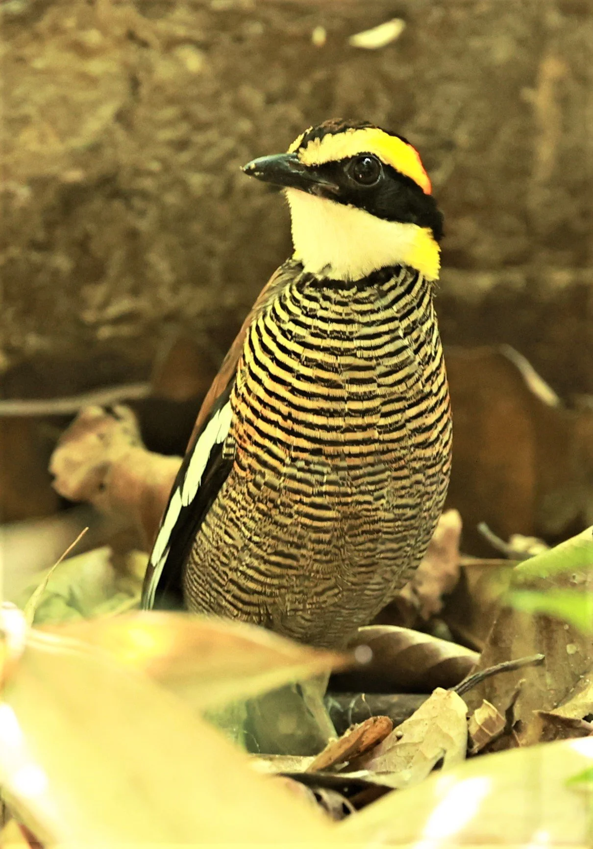 PITTA - Malayan banded pitta - Hydrornis irena - Si Phang Nga National Park, Thailand Feb 18-19, 2023 (58).jpg