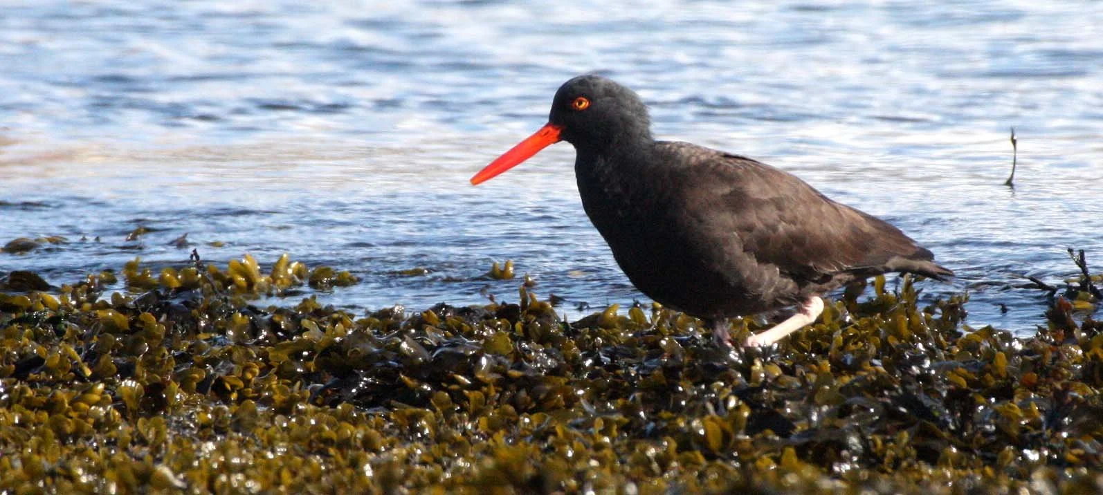 Black Oystercatcher (Haematopus bachmani) Port Angeles Harbor Washington (10).JPG