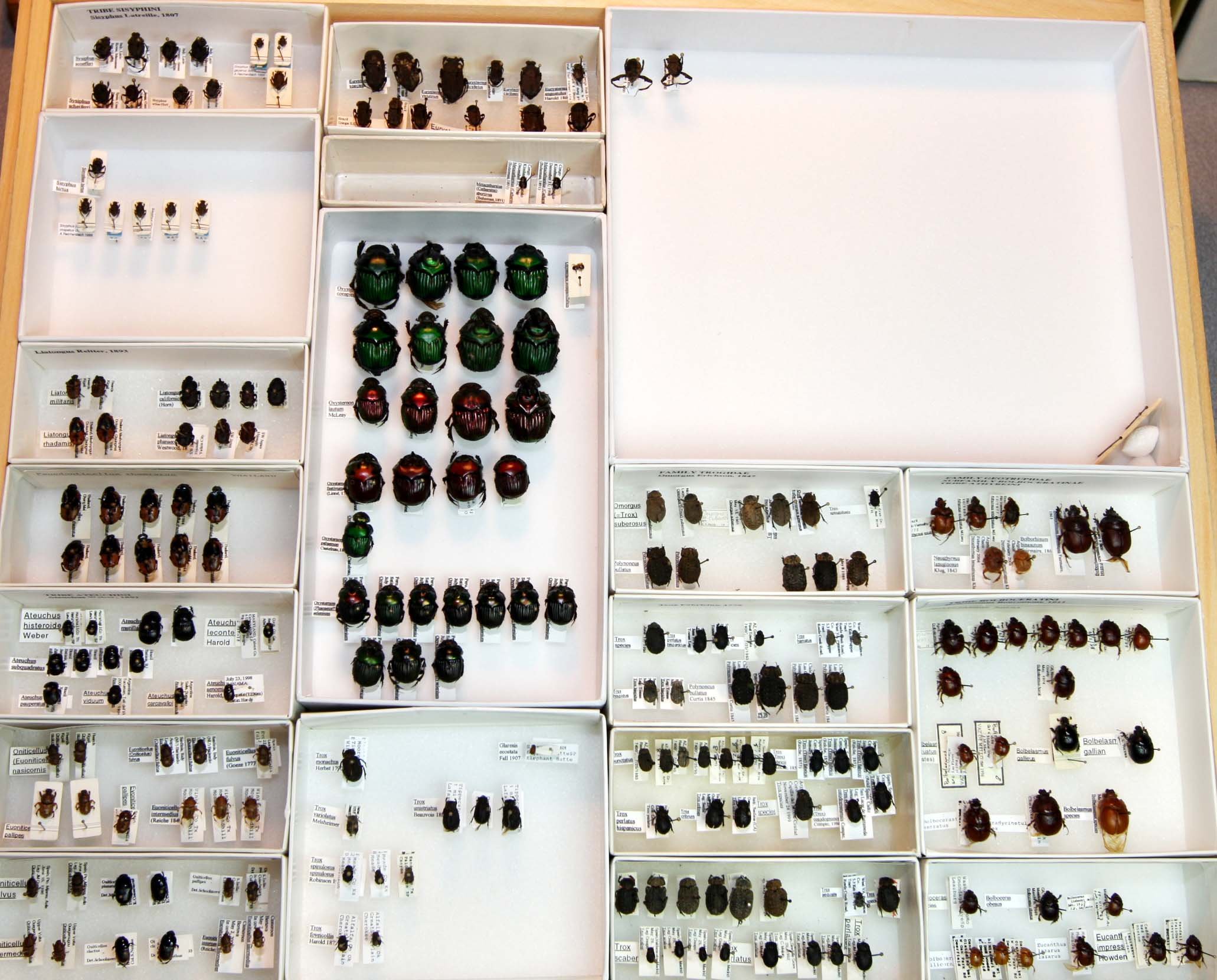 7 Scarabaeinae - Sisyphini.JPG