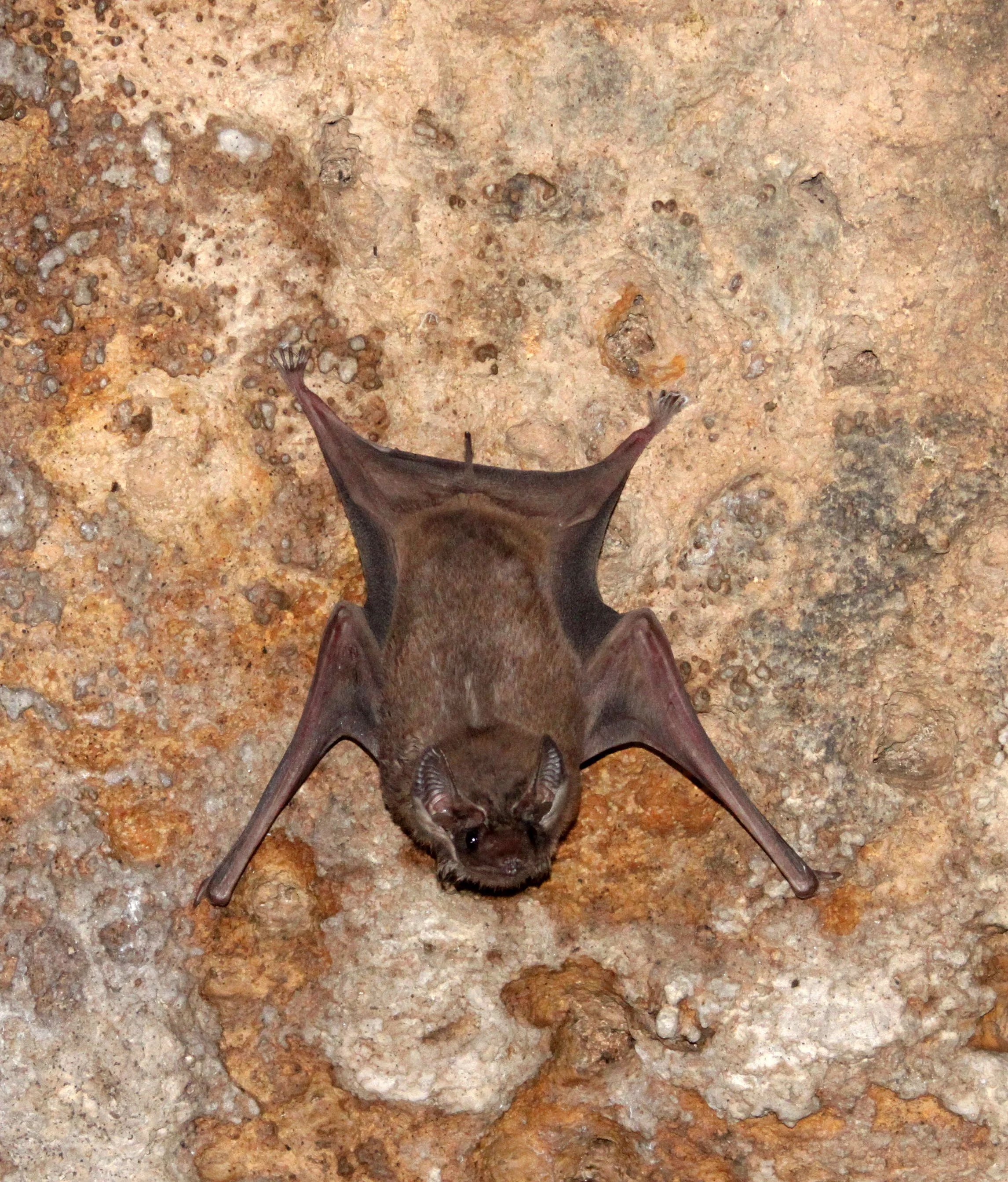 Taphozous theobaldi - THEOBOLD'S TOMB BAT - SIGIRIYA SOMEWHERE (5).JPG