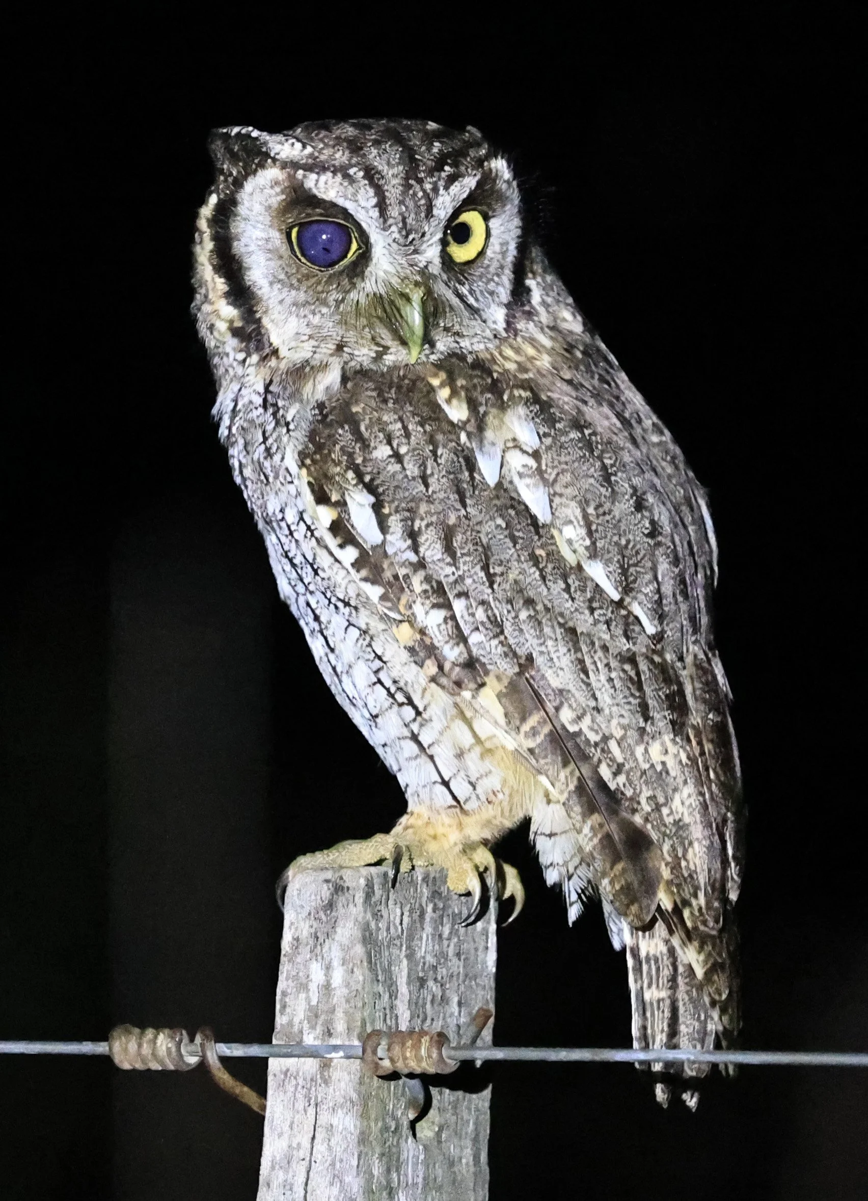Tropical Screech-Owl (Megascops choliba) Hotel Campestre Iparoma Paraguay (18).jpg